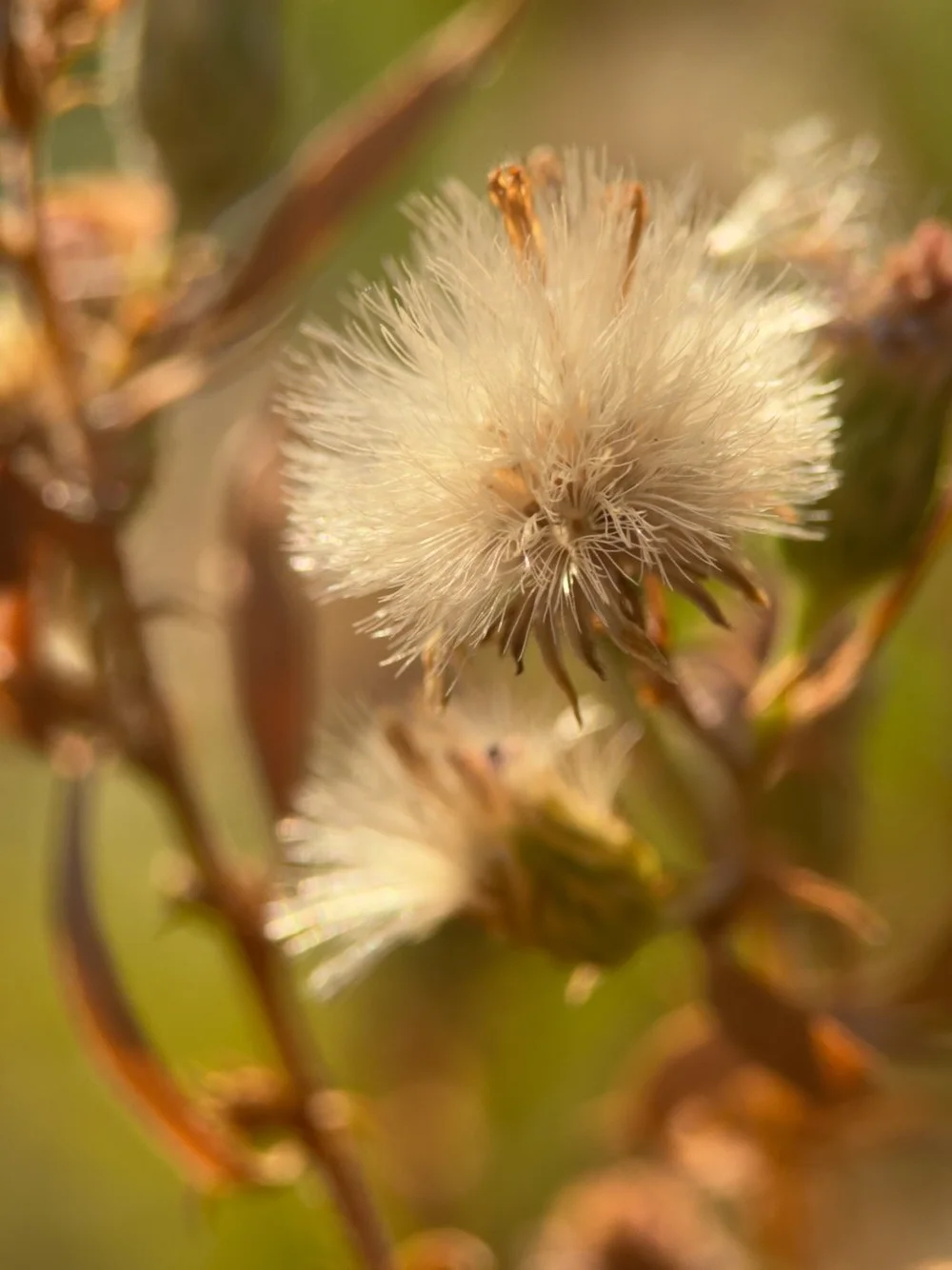   iPhone 15 Pro, Moment Macro 75mm [T-Series]  