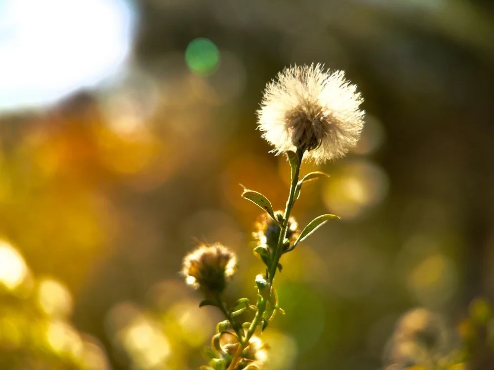   iPhone 15 Pro, Moment Macro 75mm [T-Series]  