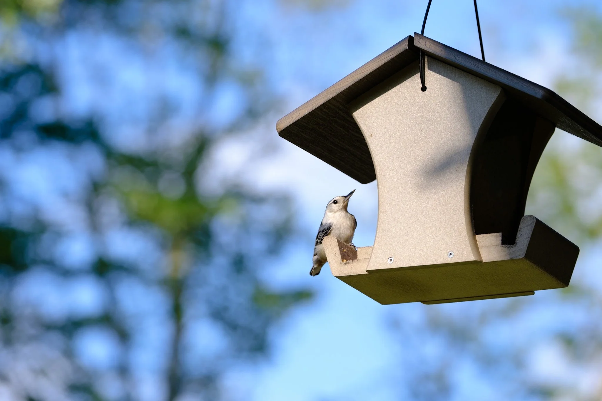 White-breasted nuthatch