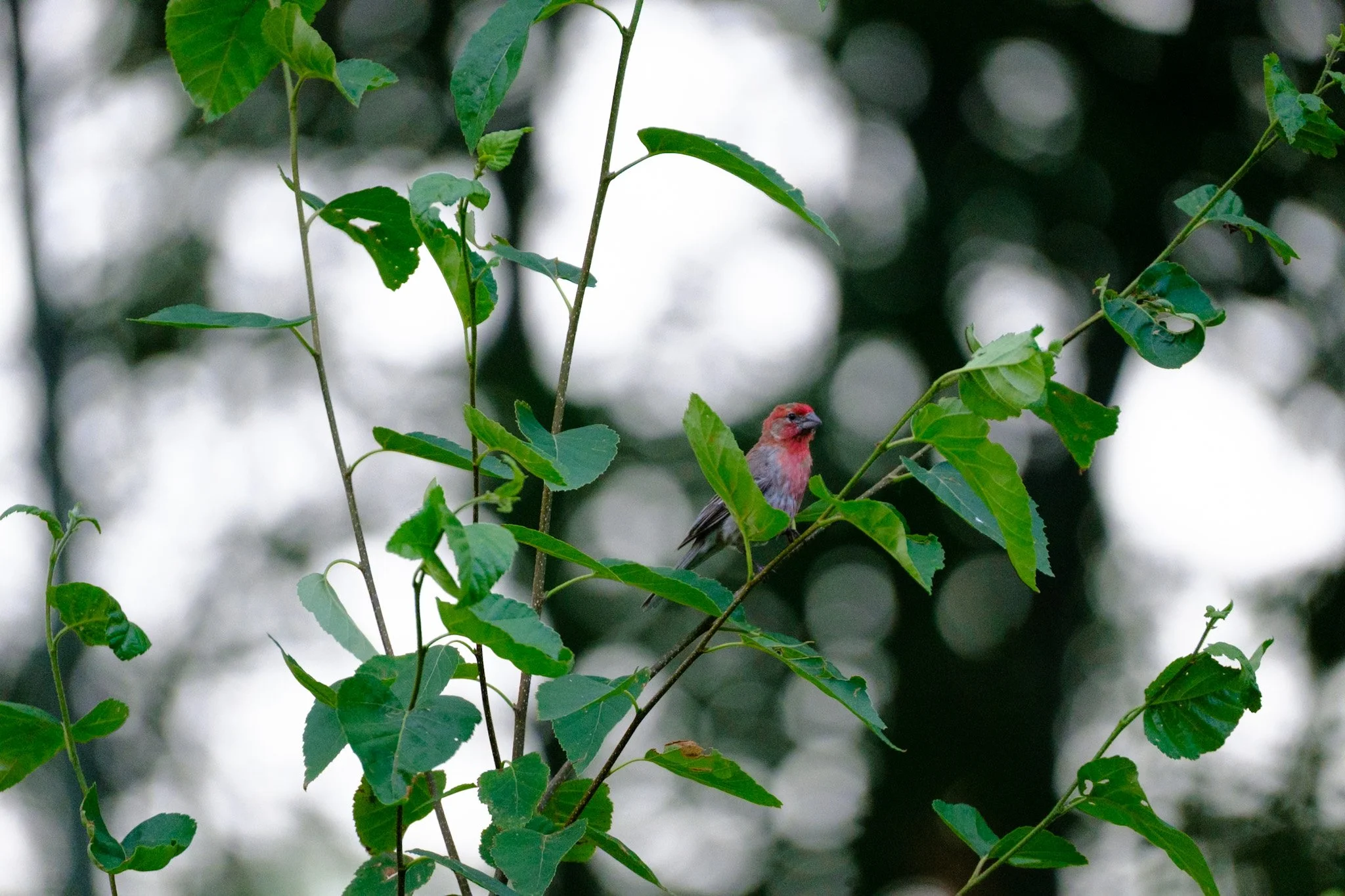 House finch