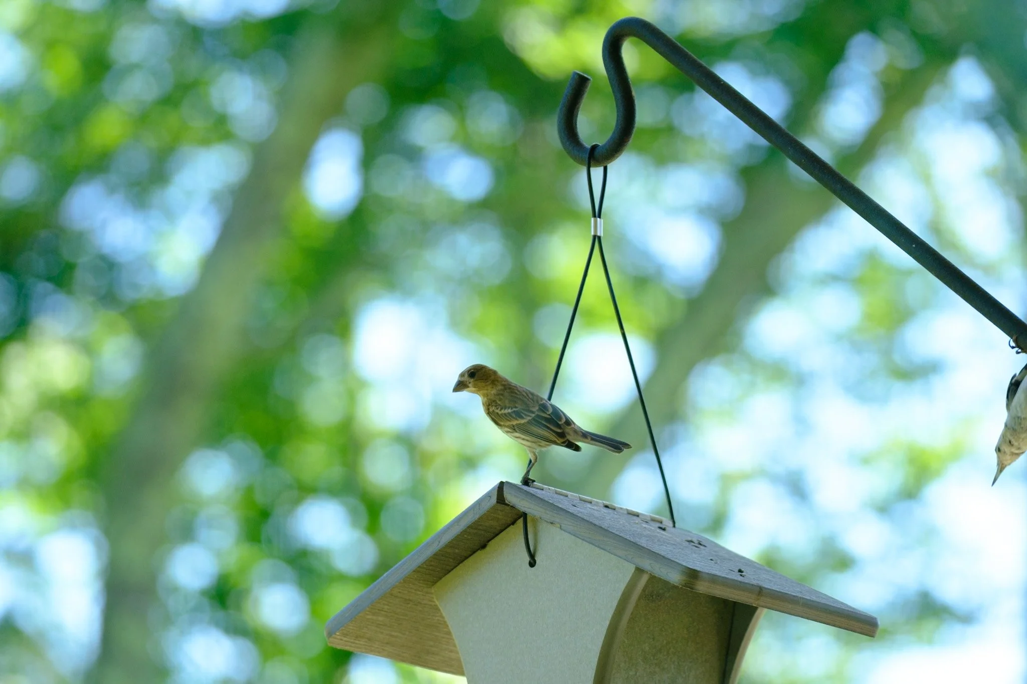 Female house finch