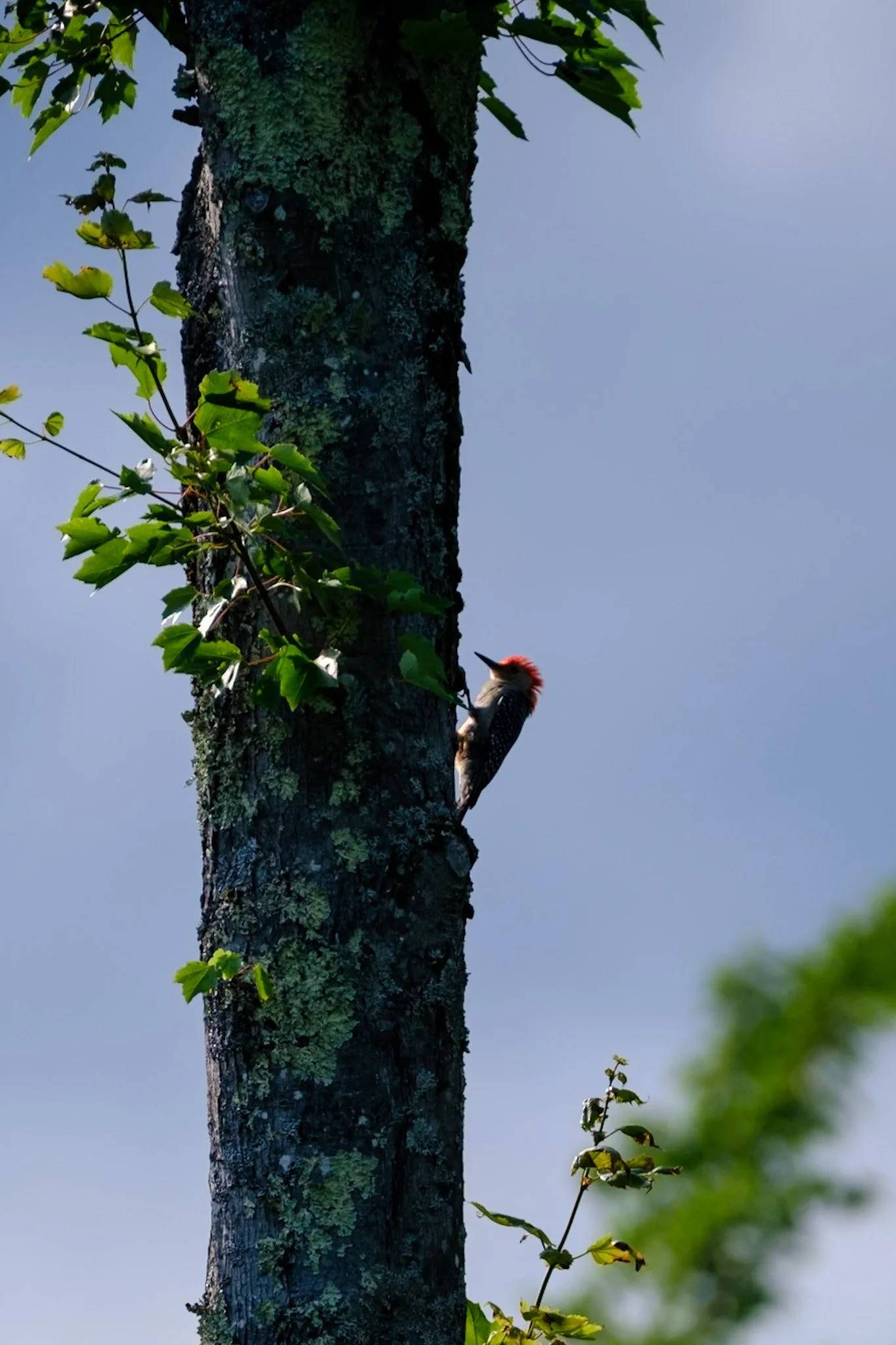 Downy woodpecker