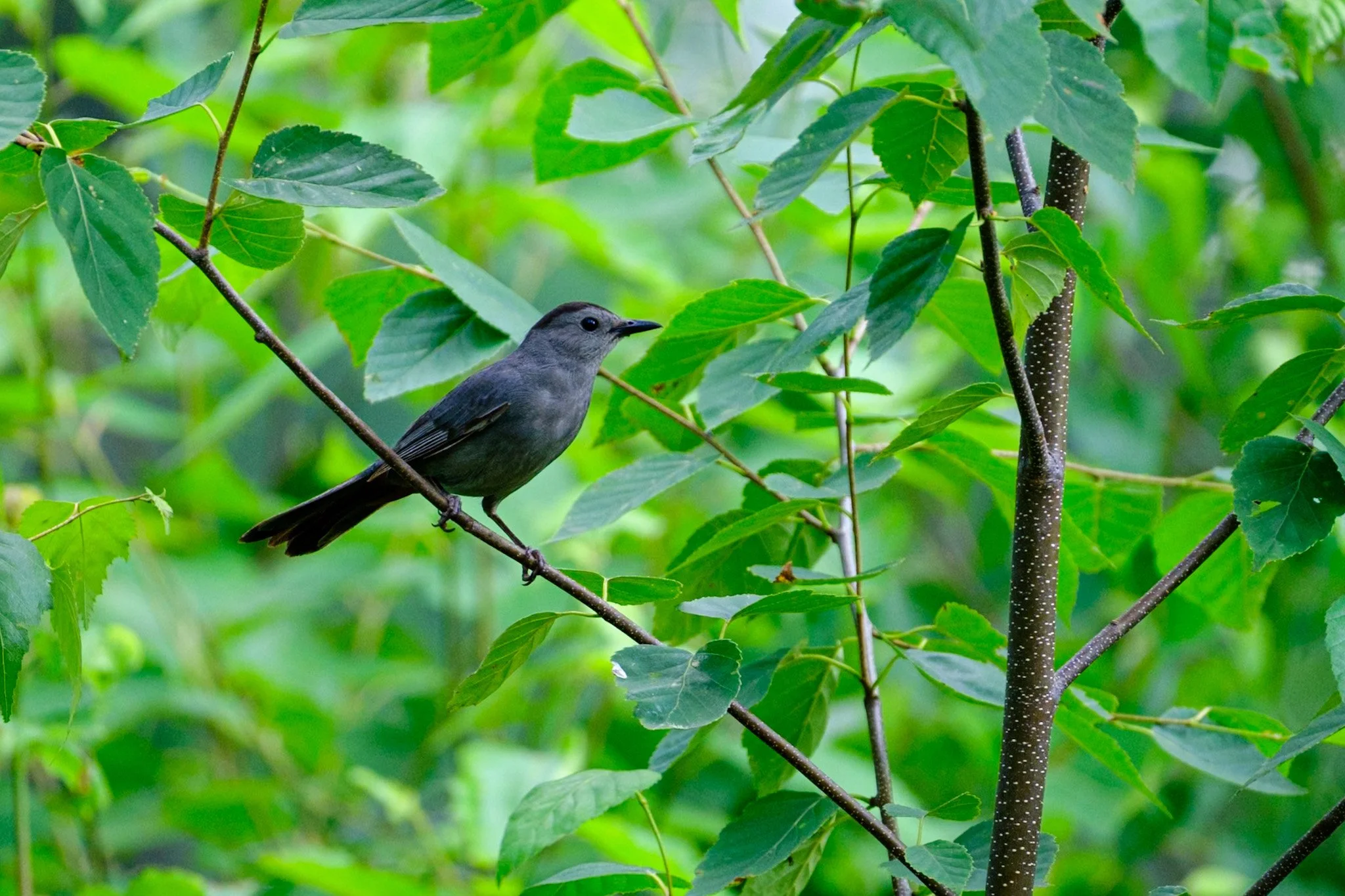 Catbird