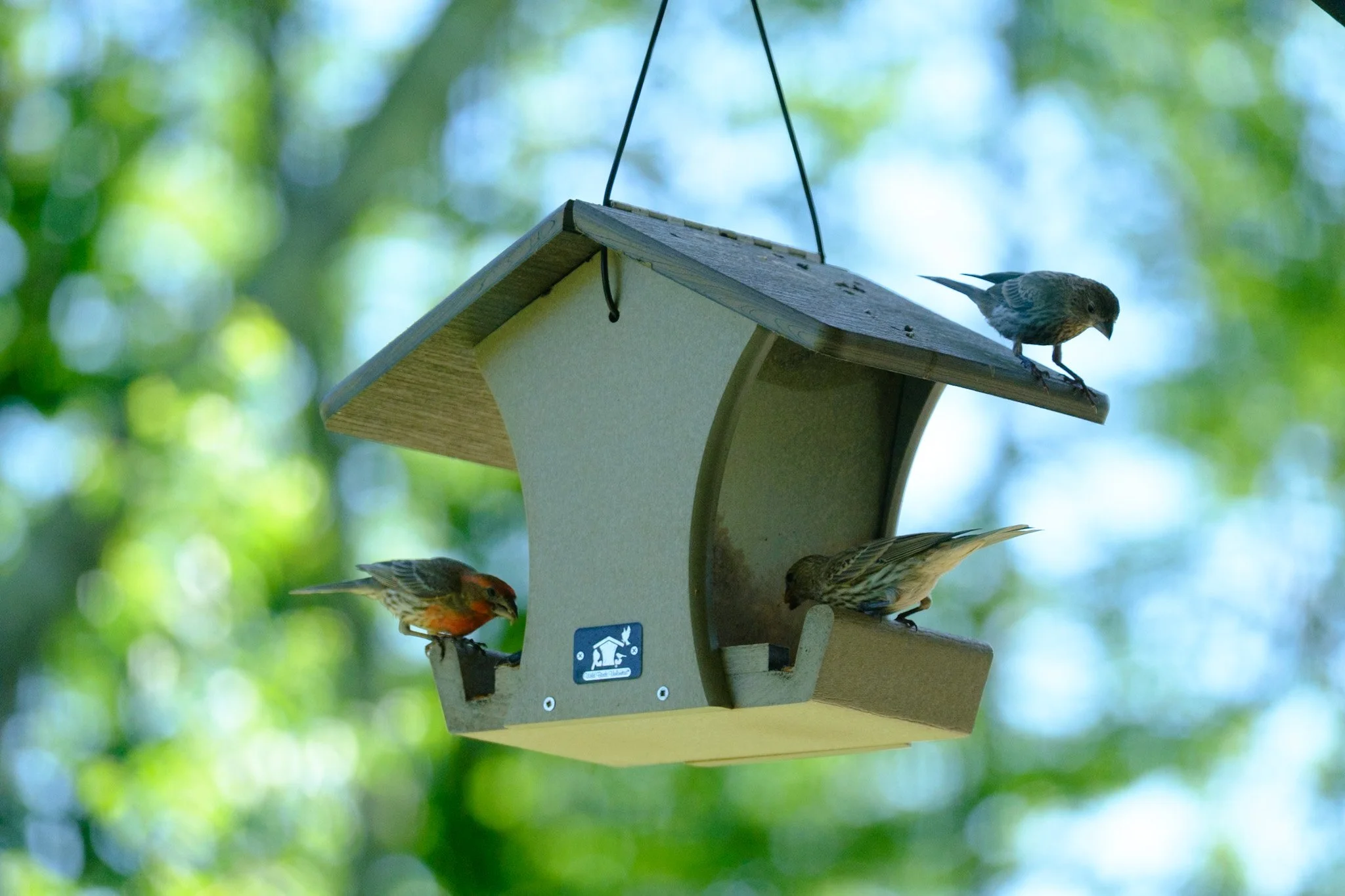A trio of house finches