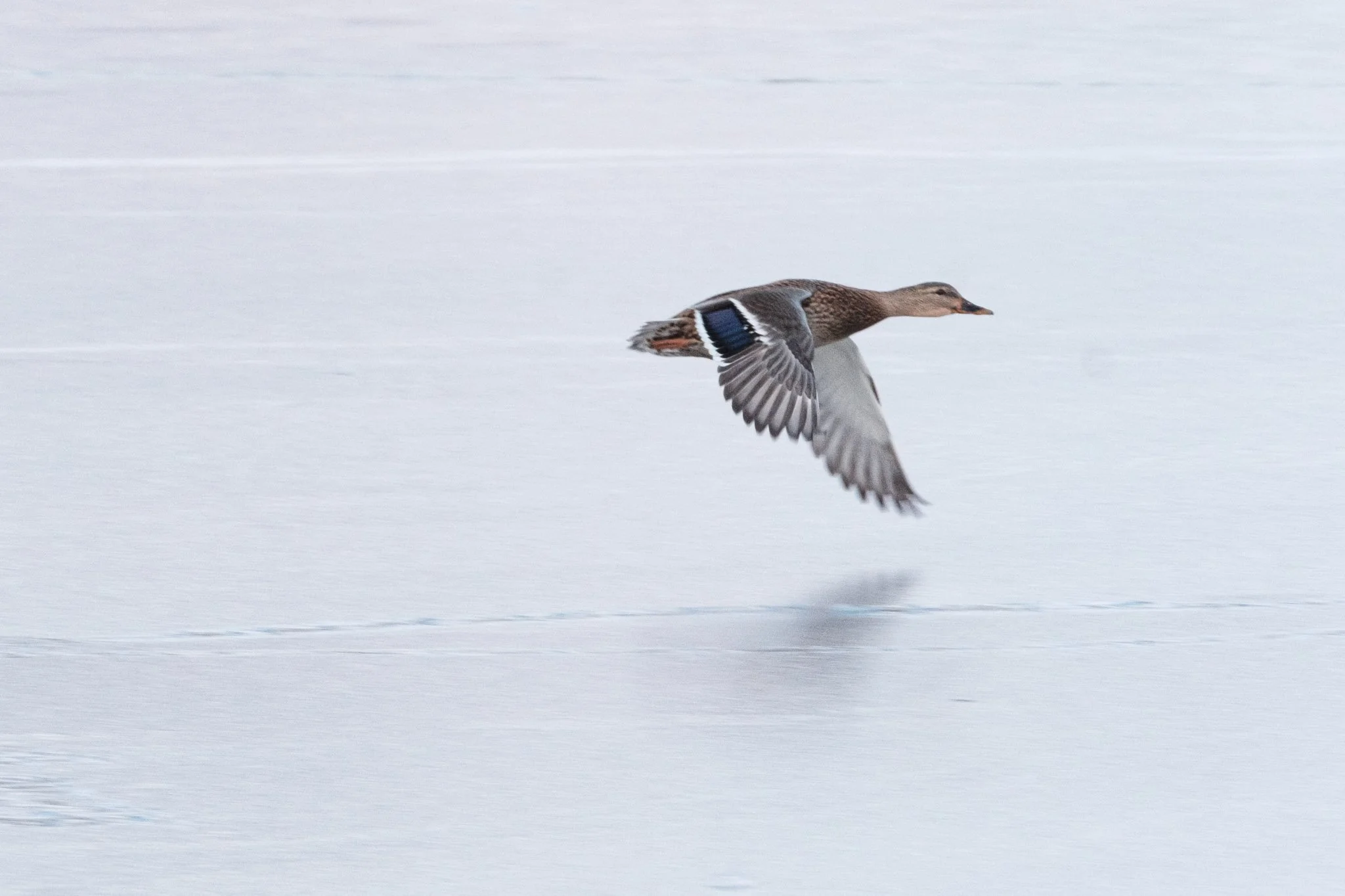 Female mallard