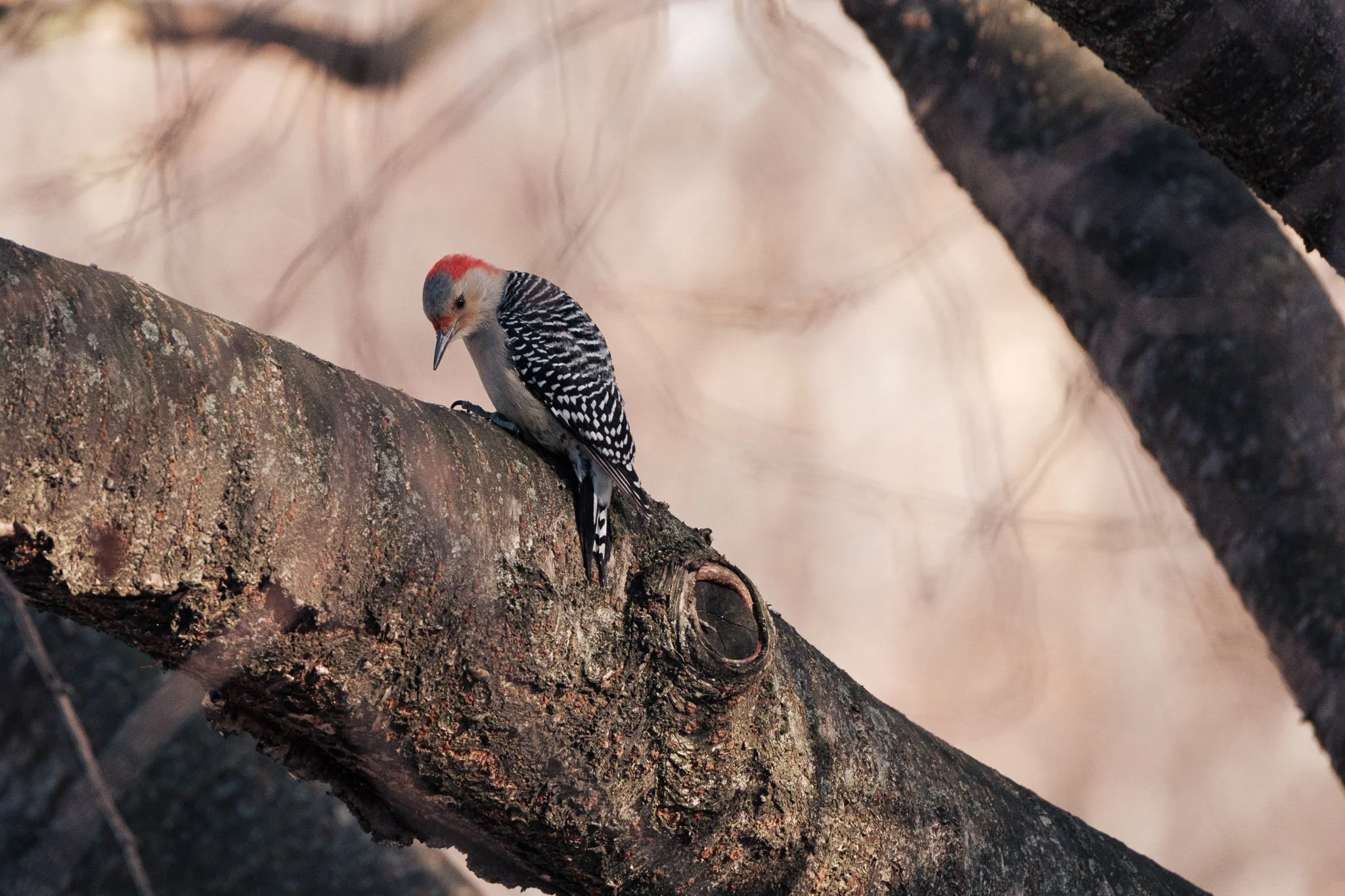 Red-bellied woodpecker