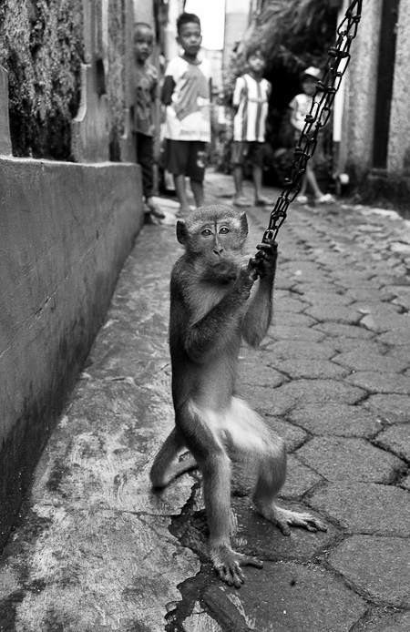 LONG TAILED MACAQUES SOLD AT MARKET – JAKARTA ANIMAL AID NETWORK