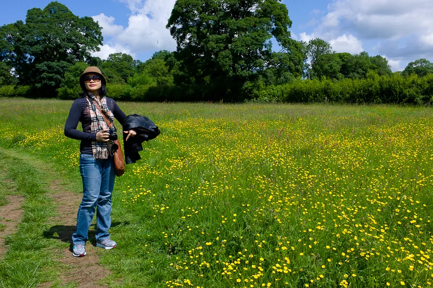 A field in England, Cotswolds, June 2013