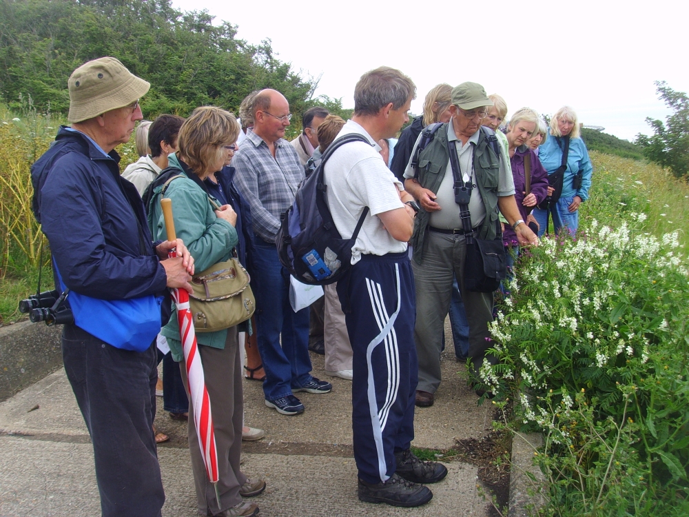 Friends of the Downs Wildlife Walk 2011-07 a.jpg