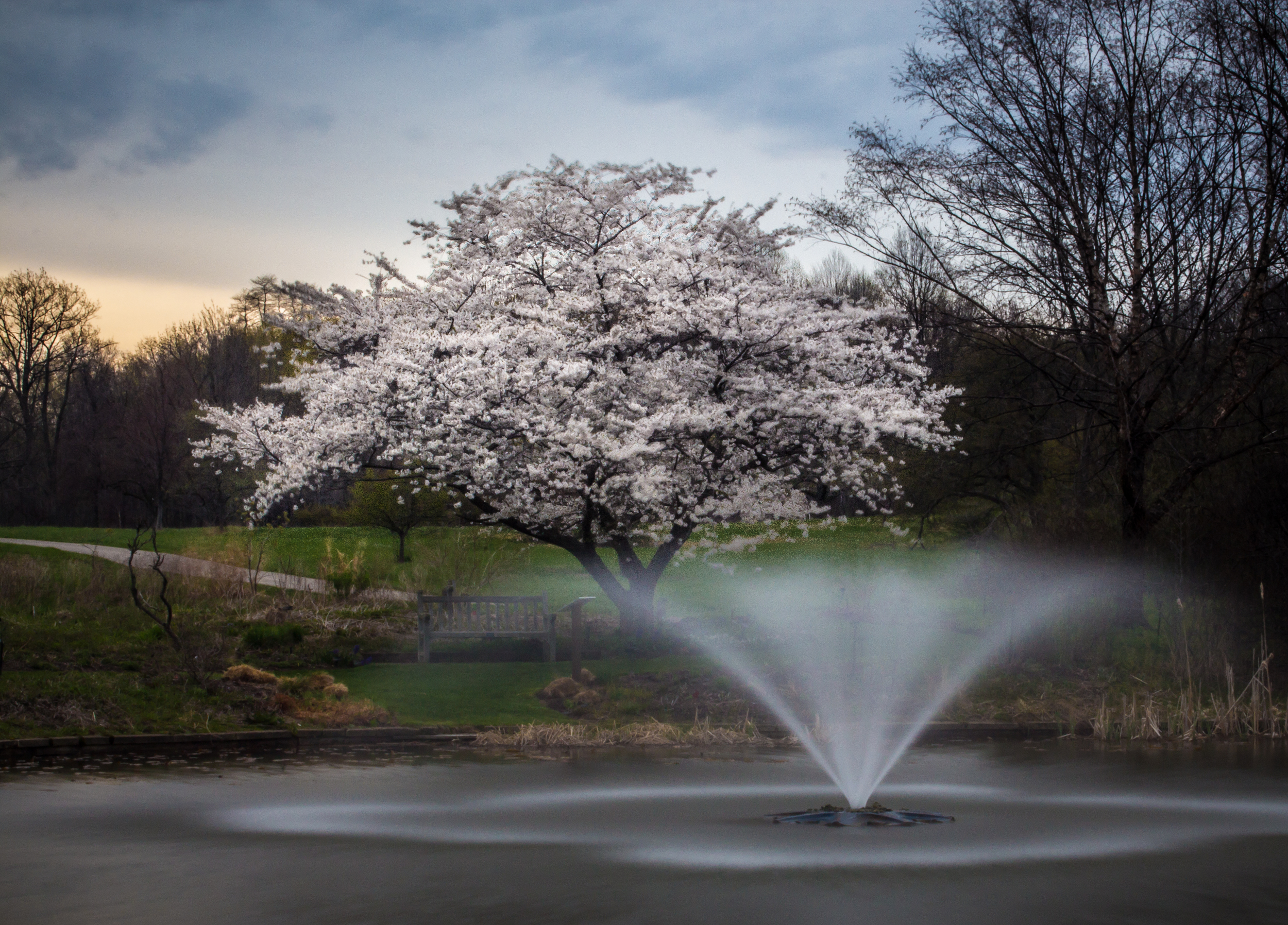 CherryBlossom1-1.jpg