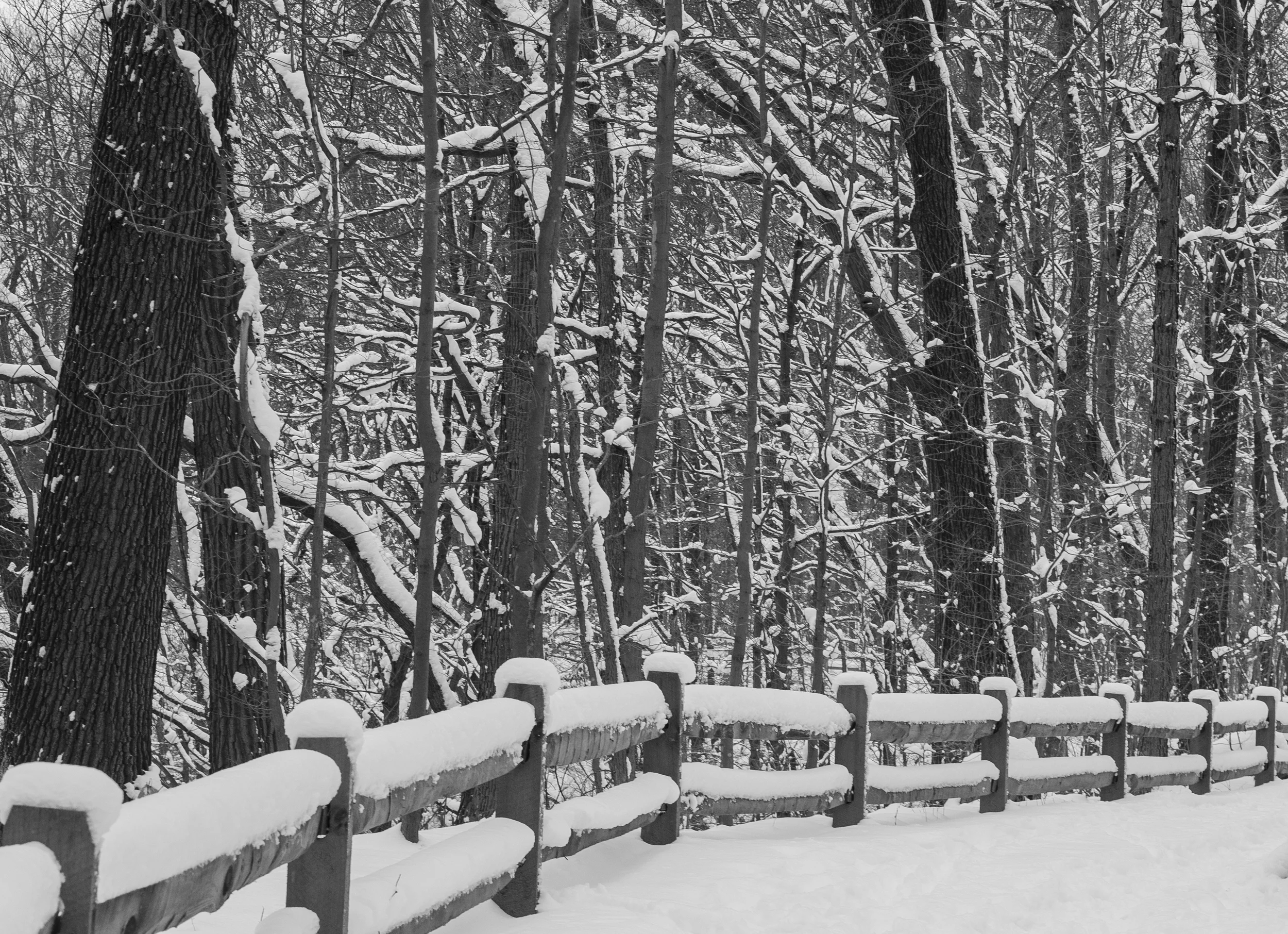 winter-5607.jpg