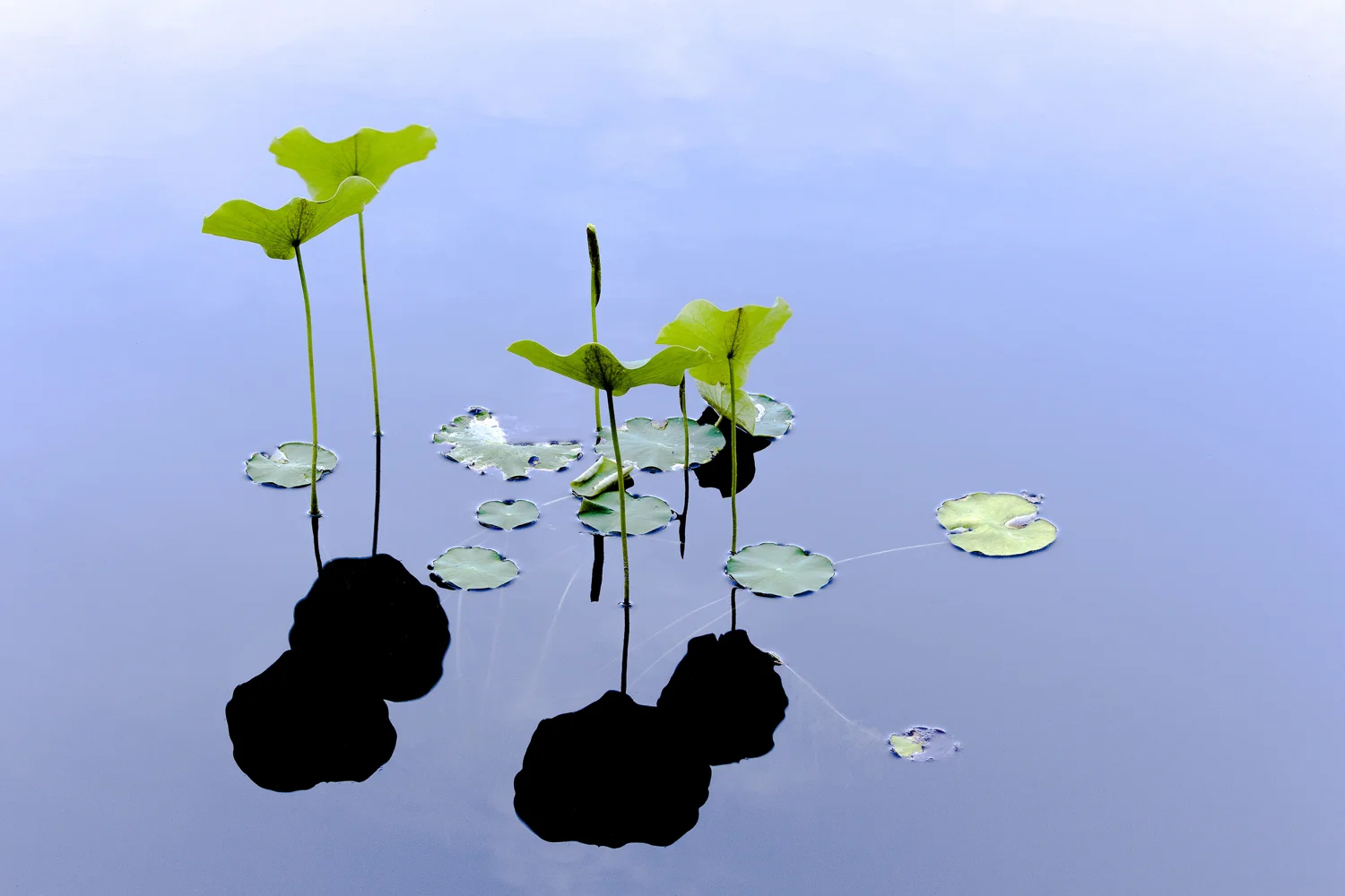 Water Lilies