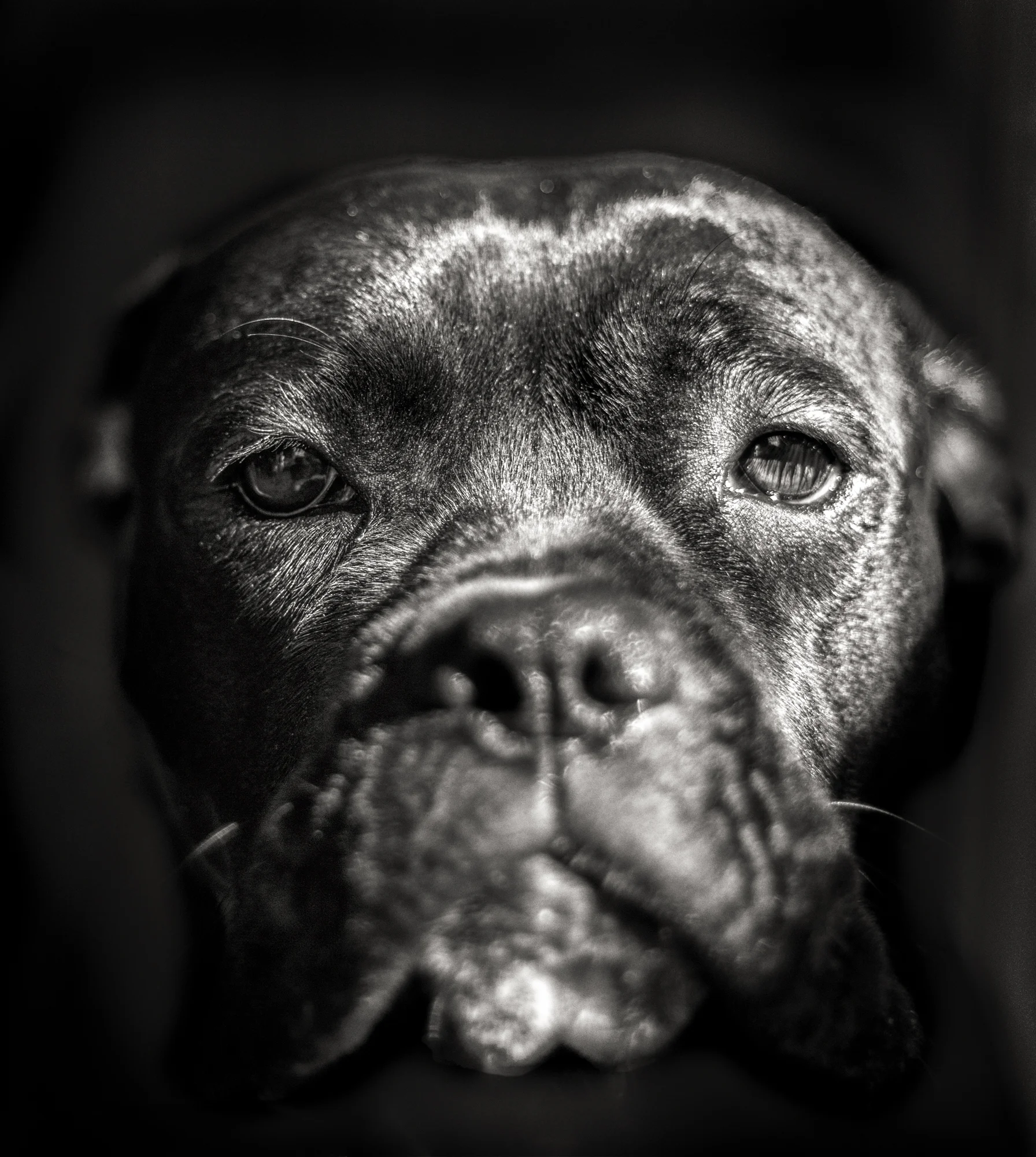 Lacey - Boxer Mix
