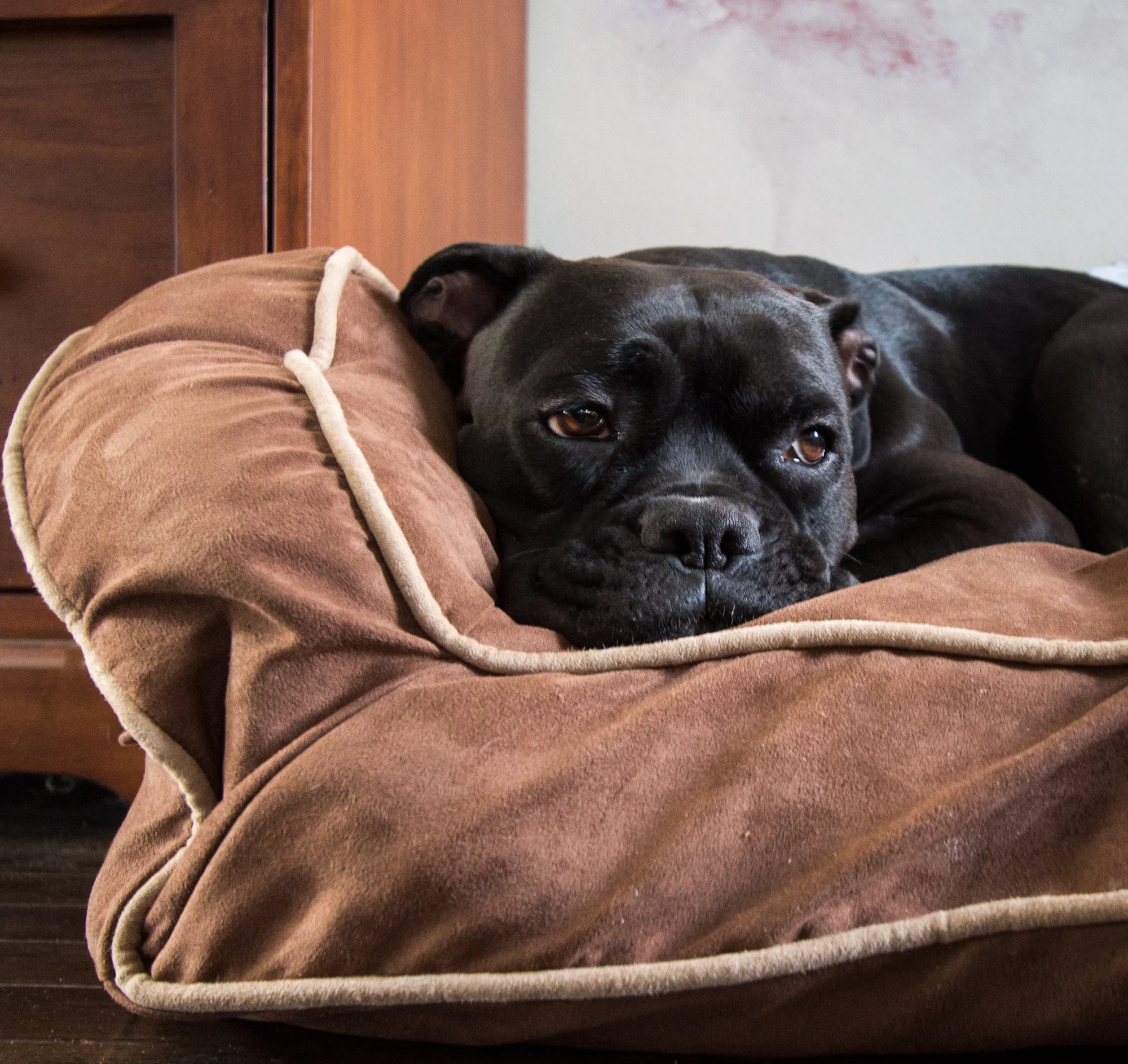 Lacey - Boxer Mix