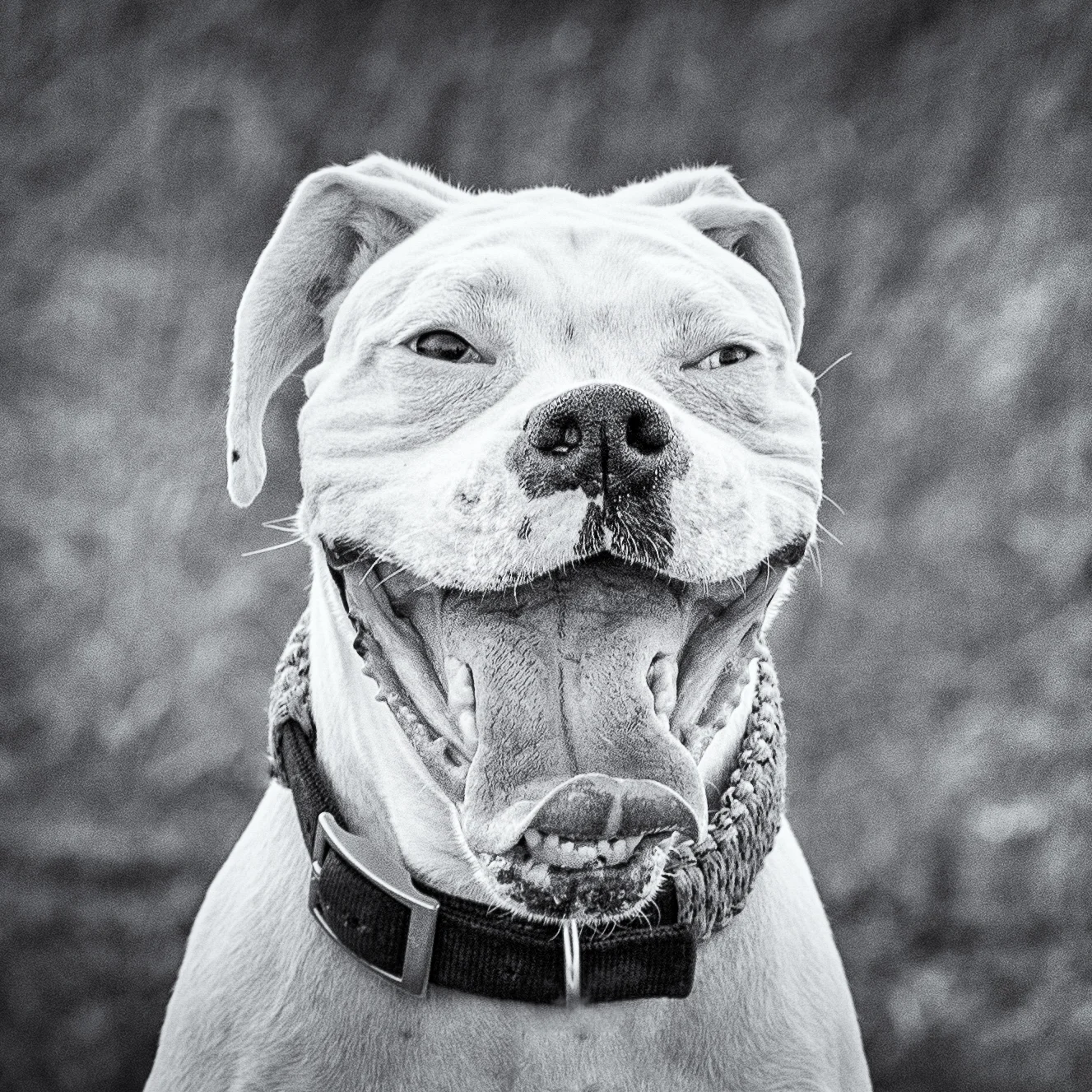 Bailey - Boxer