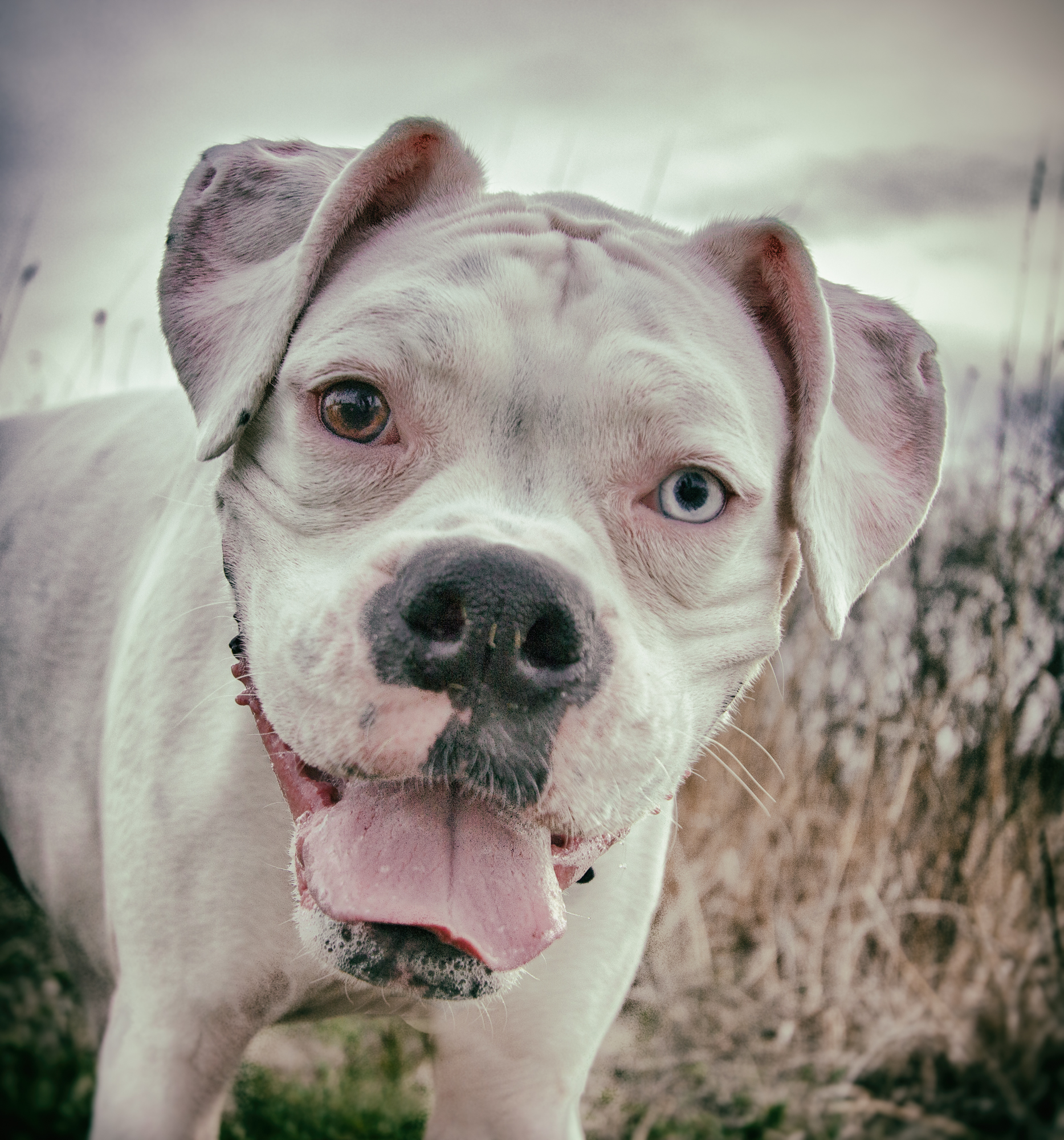 Bailey - Boxer