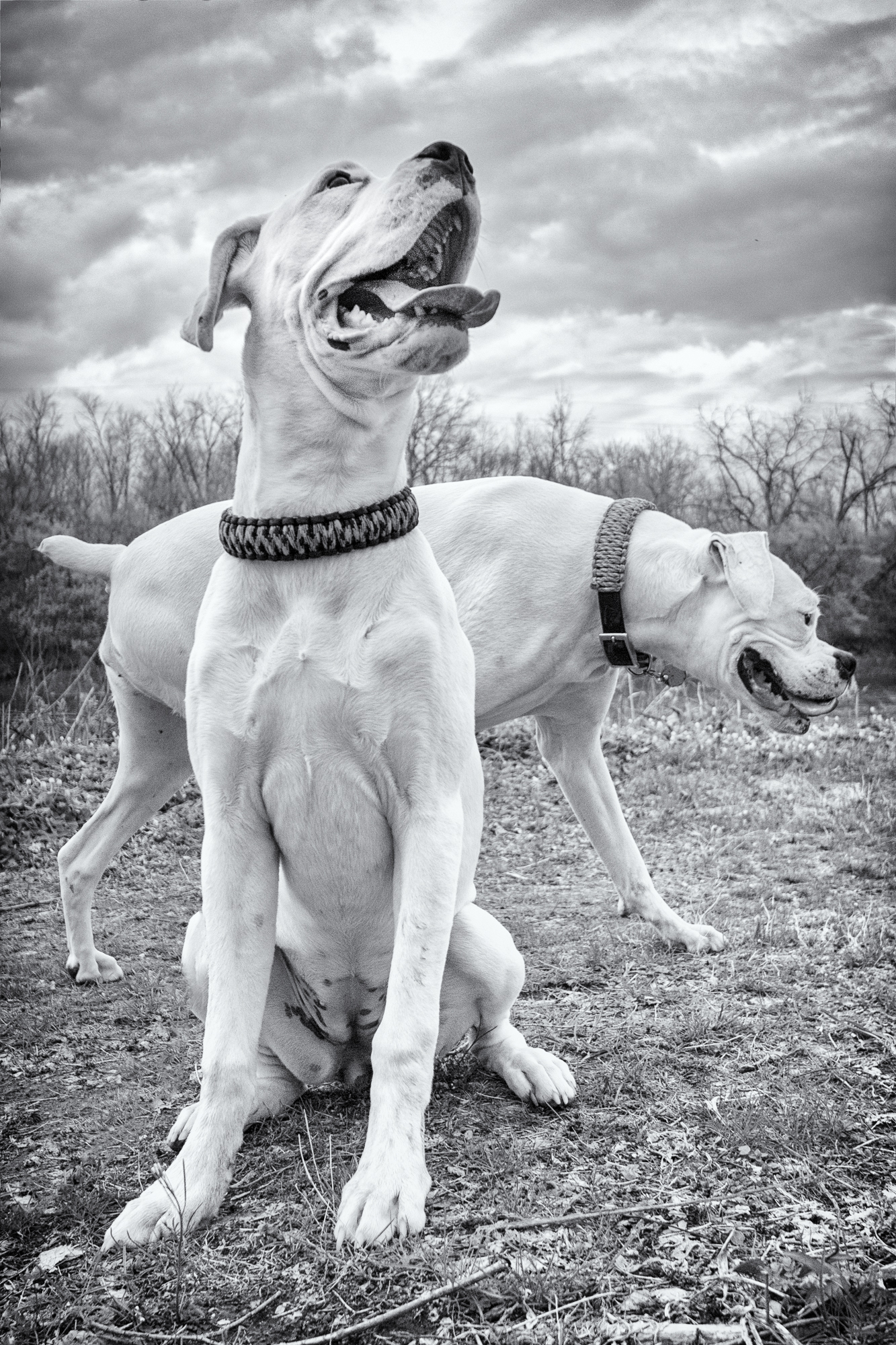  Tilly &amp; Bailey (Back) - Boxers 