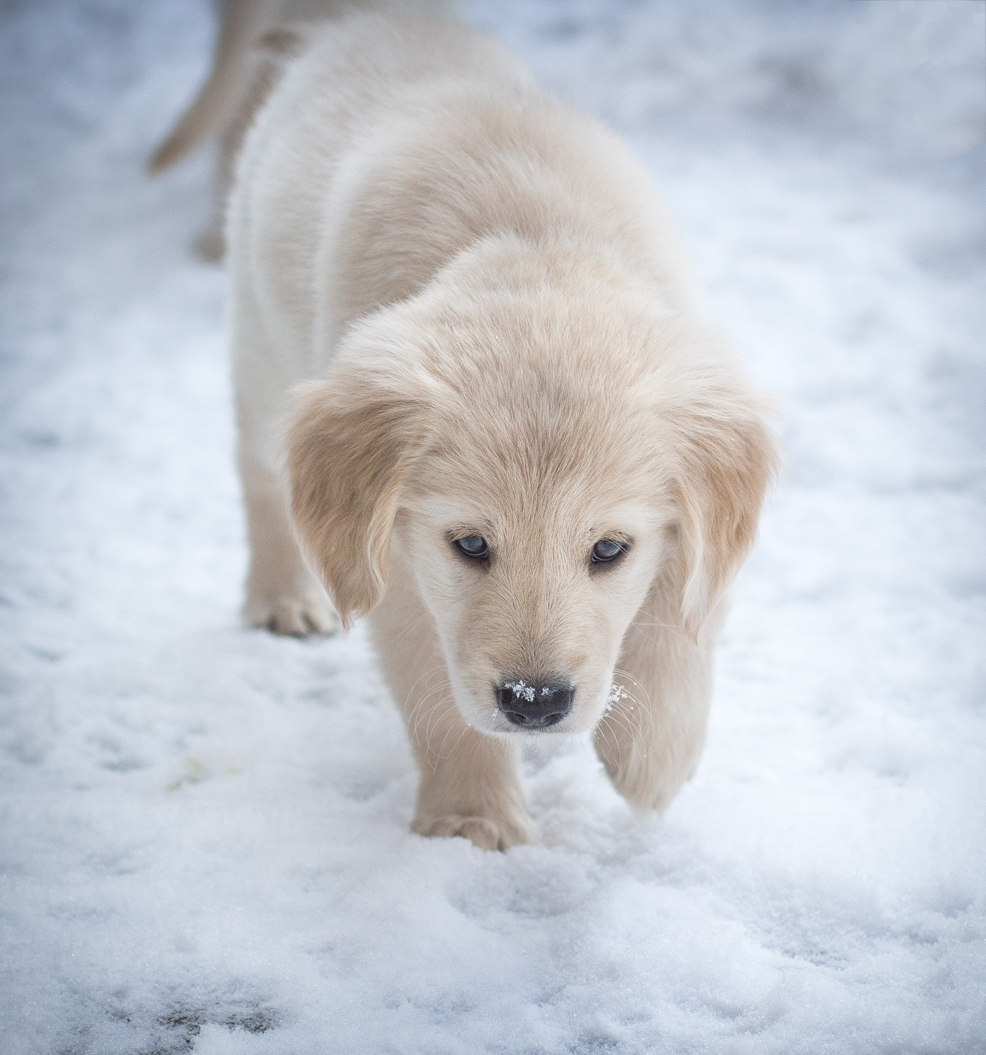  Roman - Golden Retriever (blonde) 