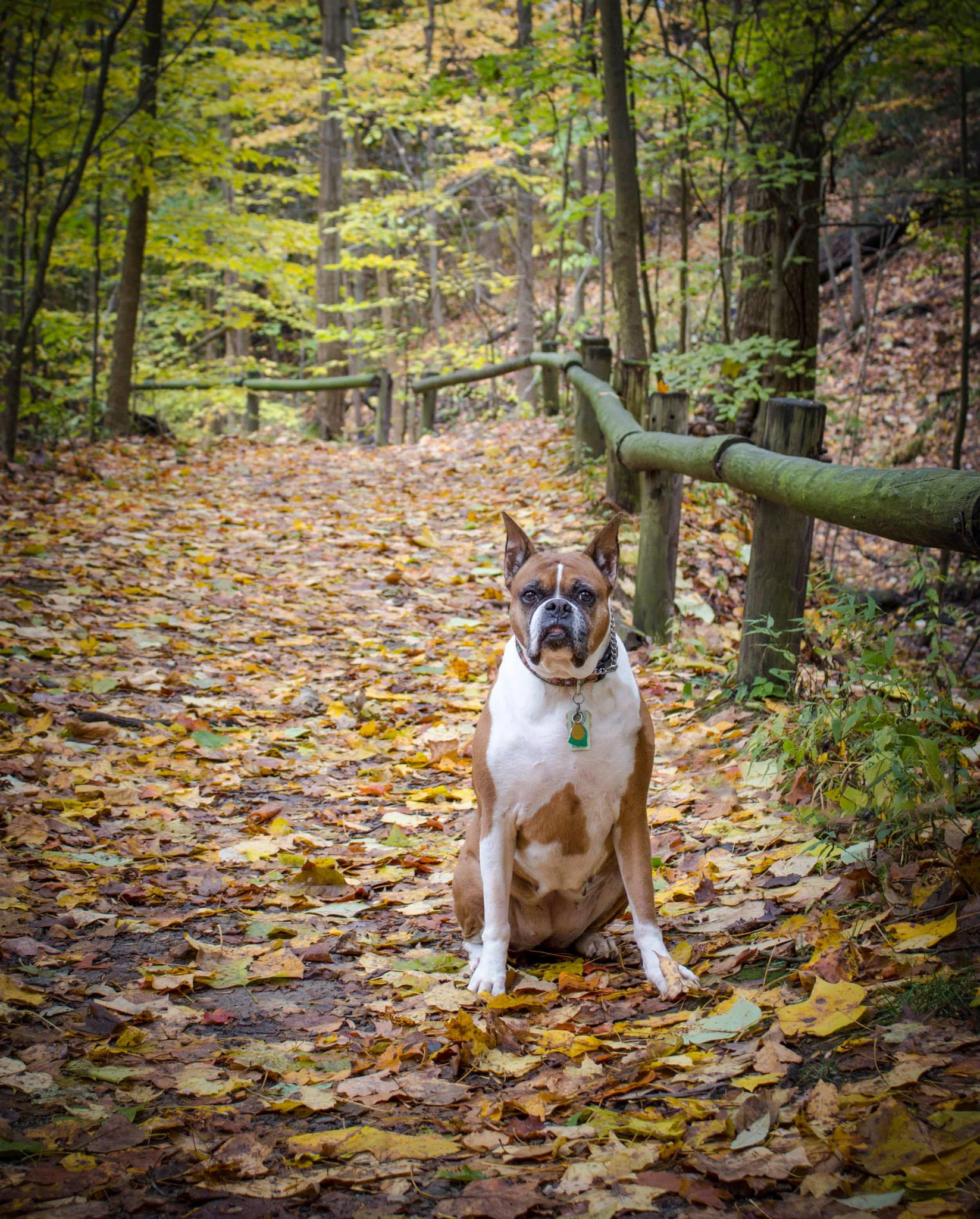 Chloe - Boxer