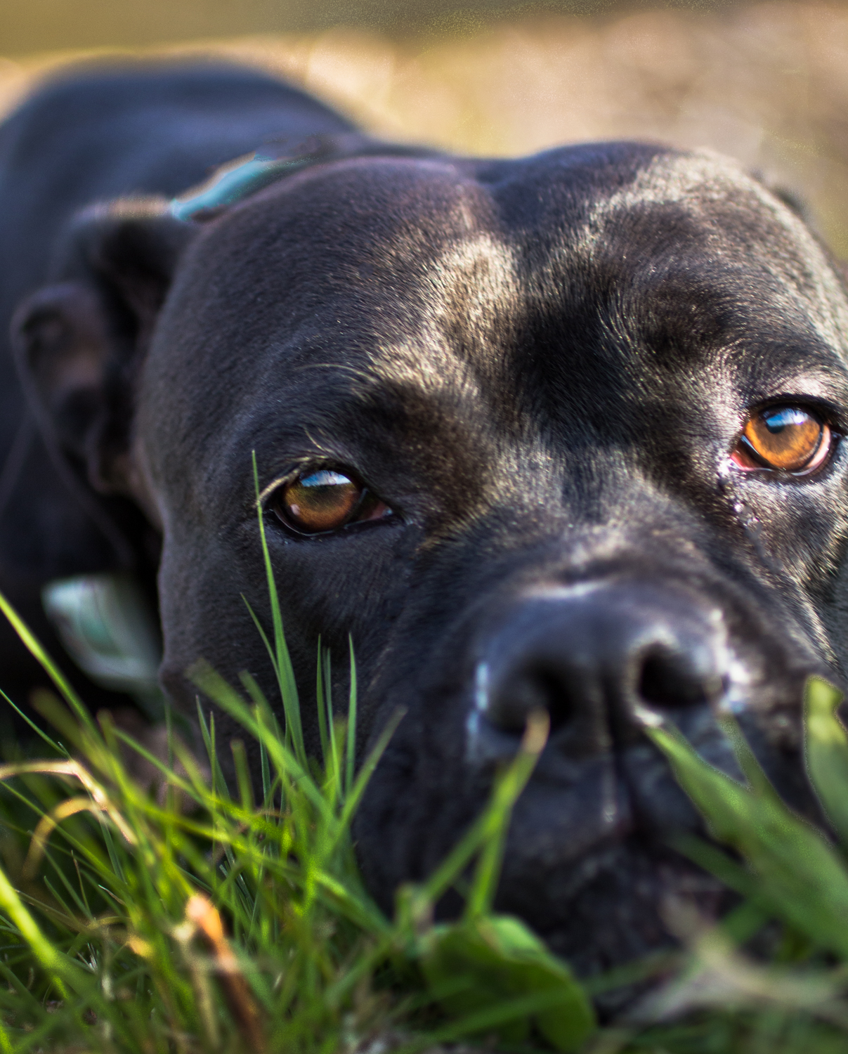  Lacey - Boxer Mix 