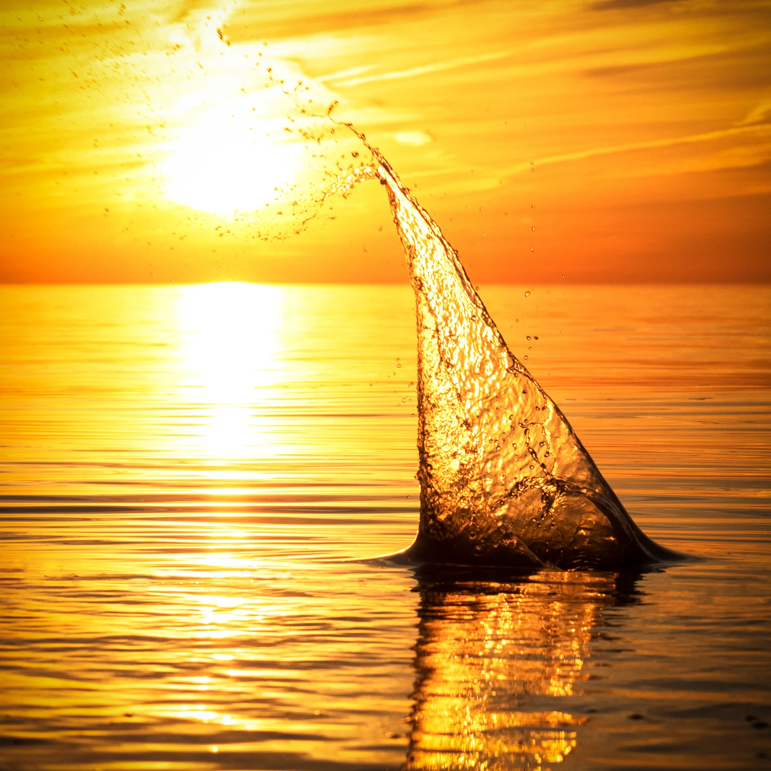 Fin Splash