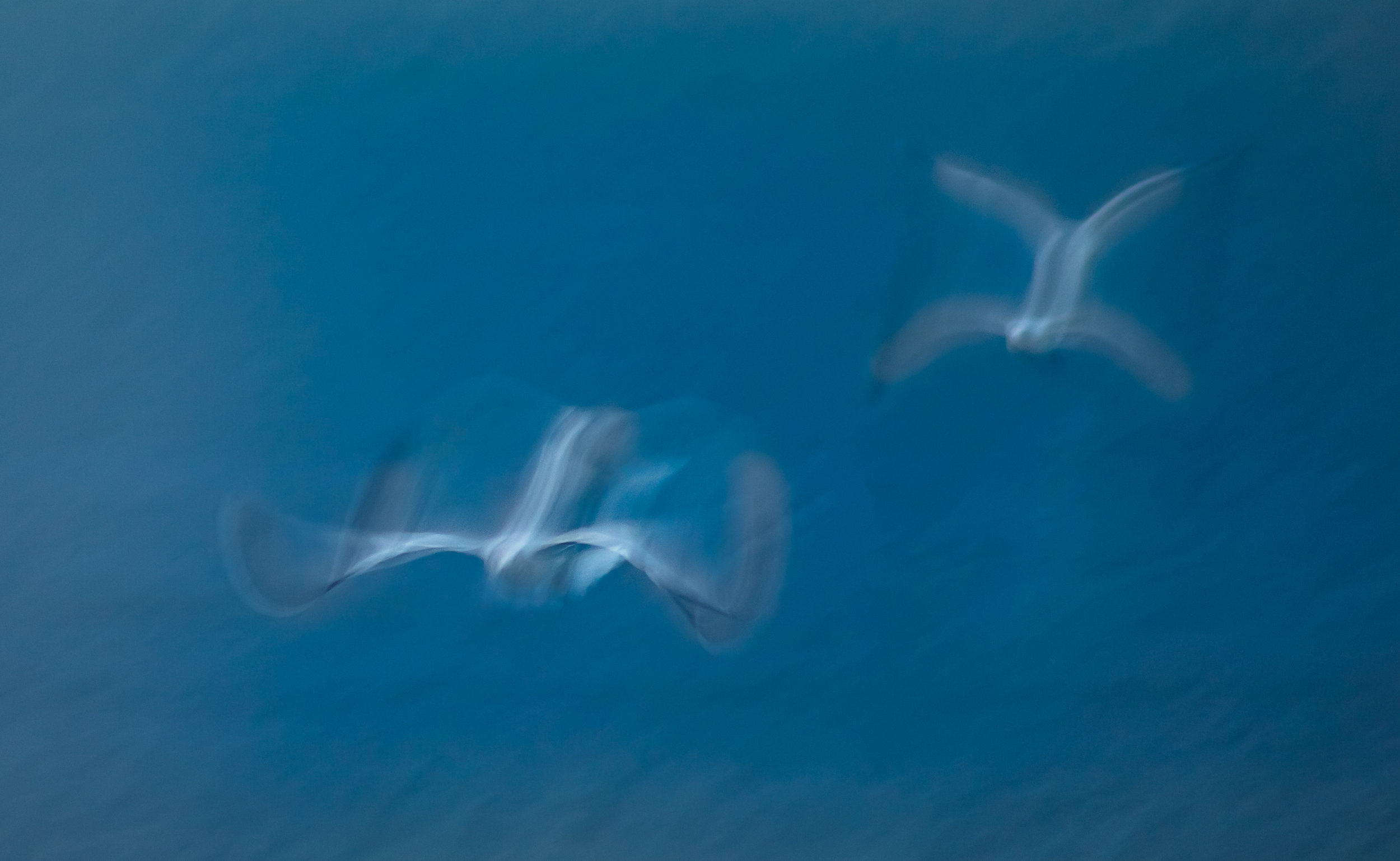 Gulls-2.jpg