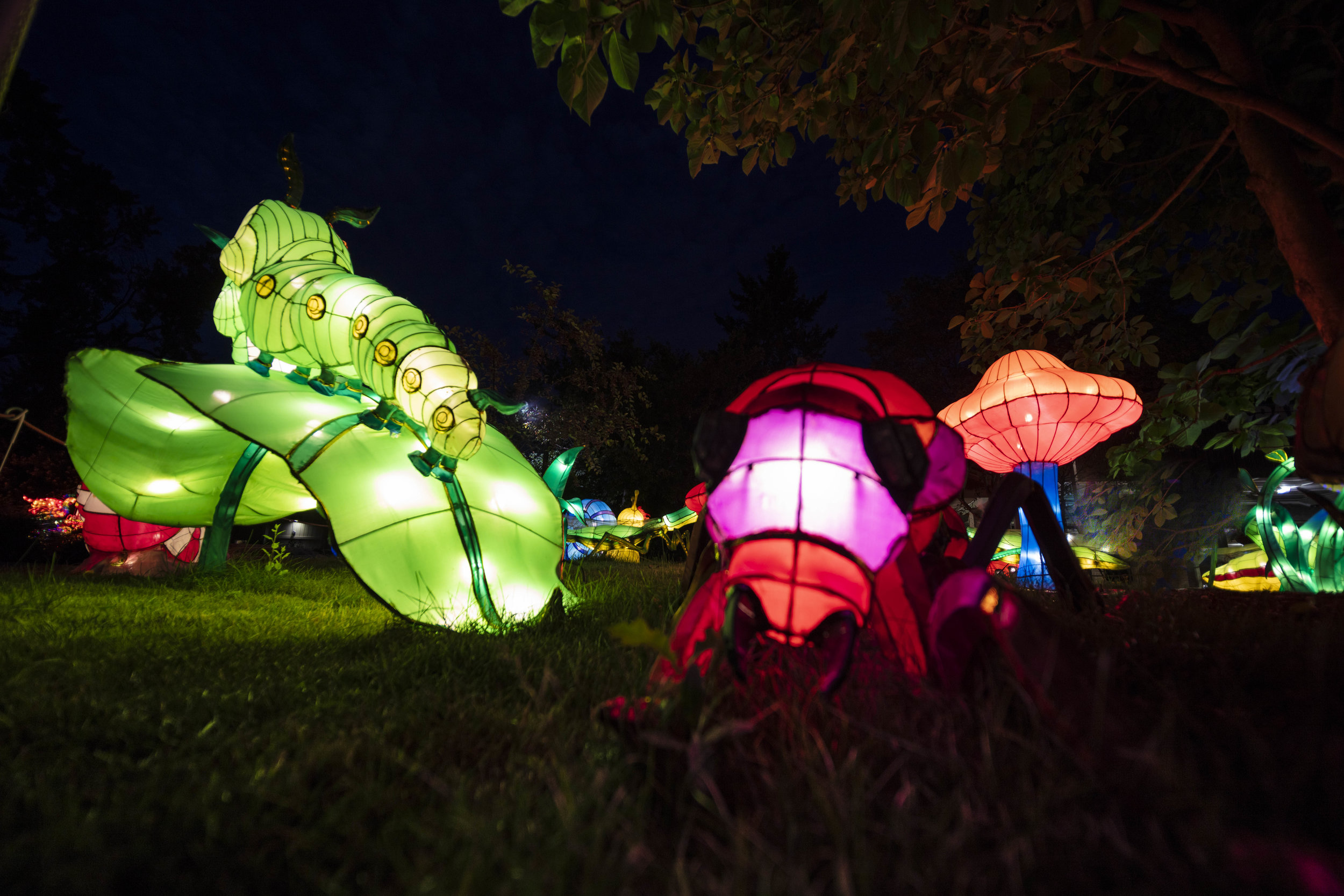 Asian Lanterns31.jpg