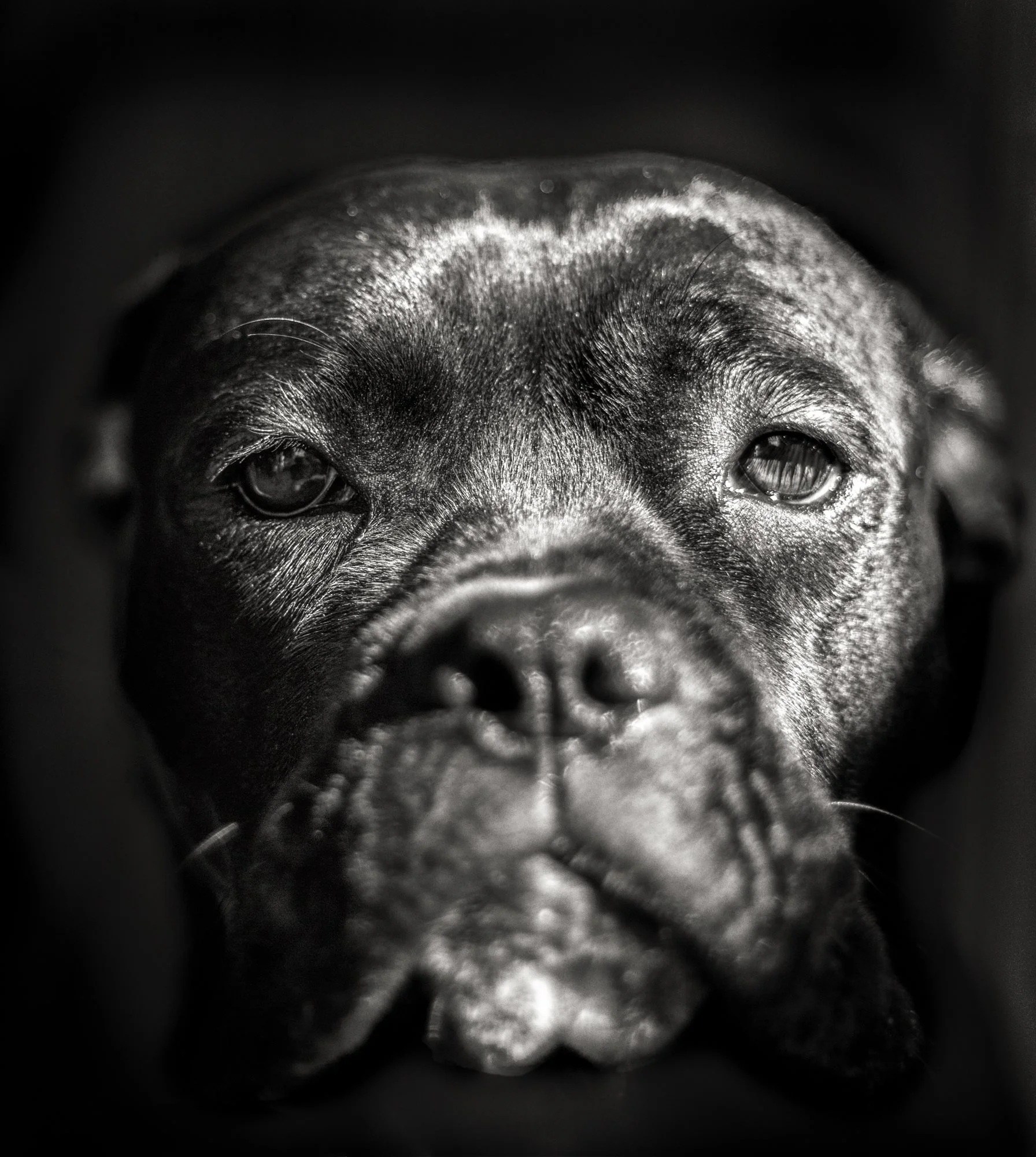 Lacey - not for sale