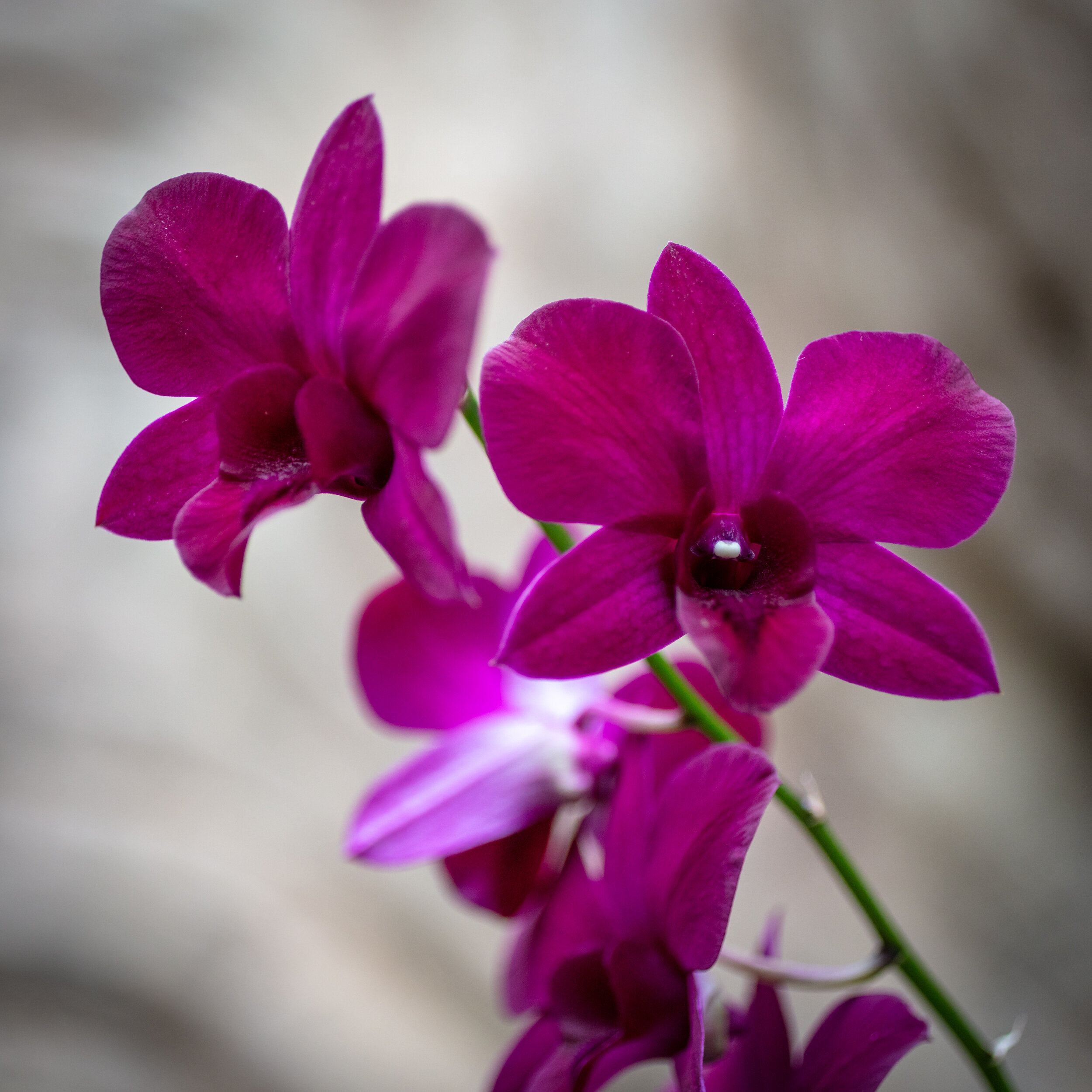 orchids-20.jpg