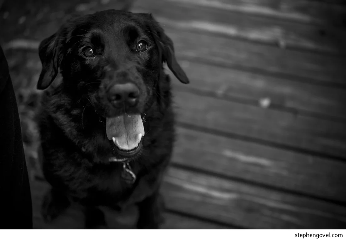 spring lake wedding photographer