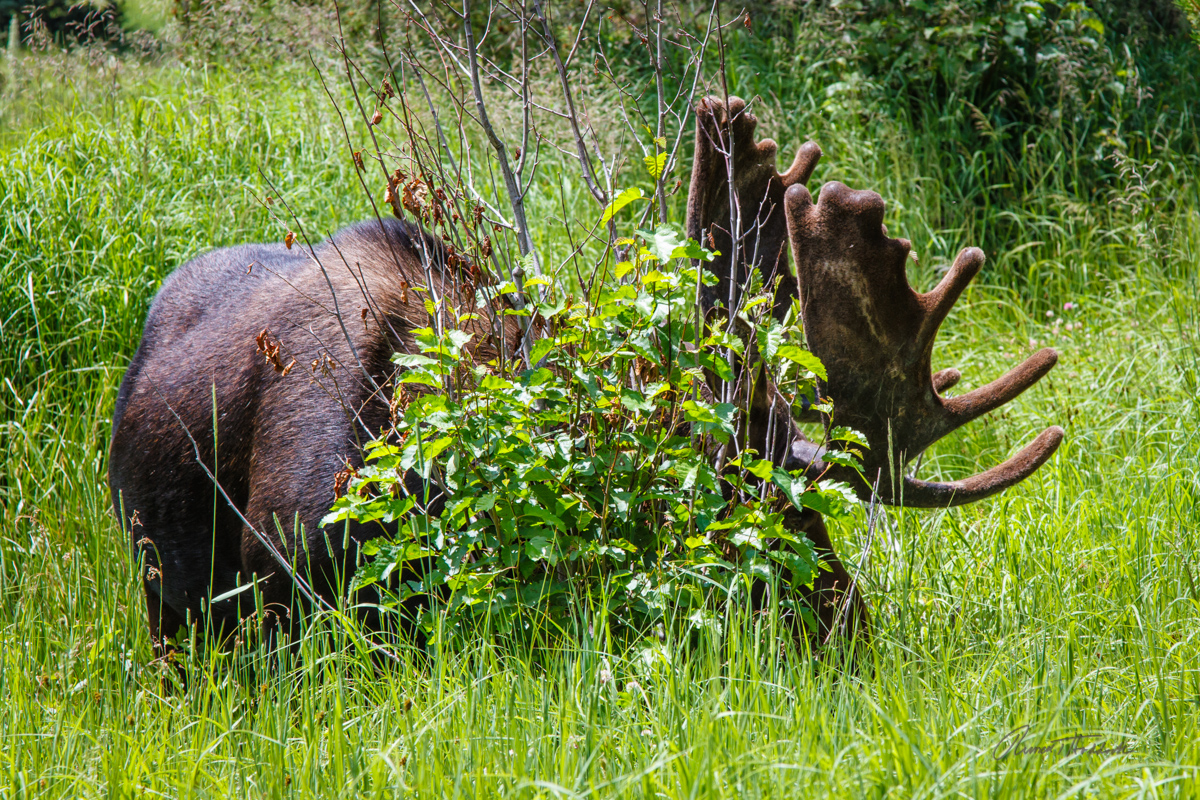 2013-07-26 RMNP Trek_003.jpg