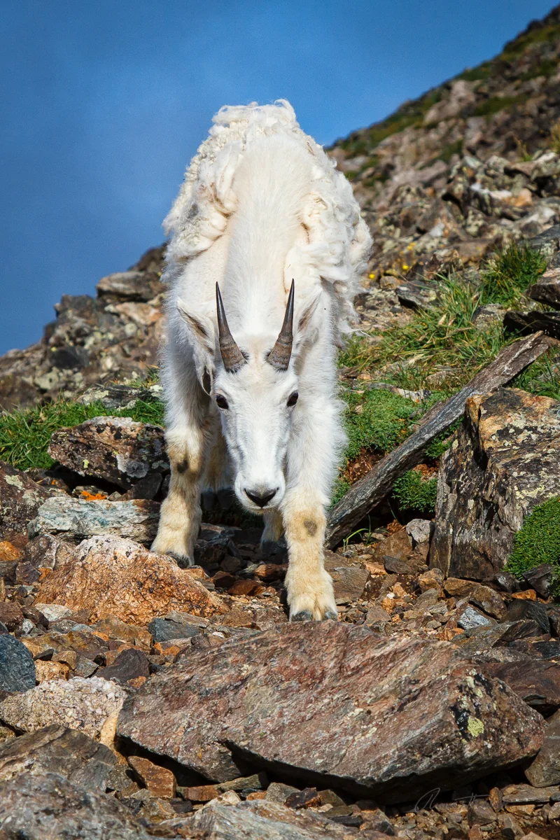 2013-08-02 Quandary Peak_009.jpg