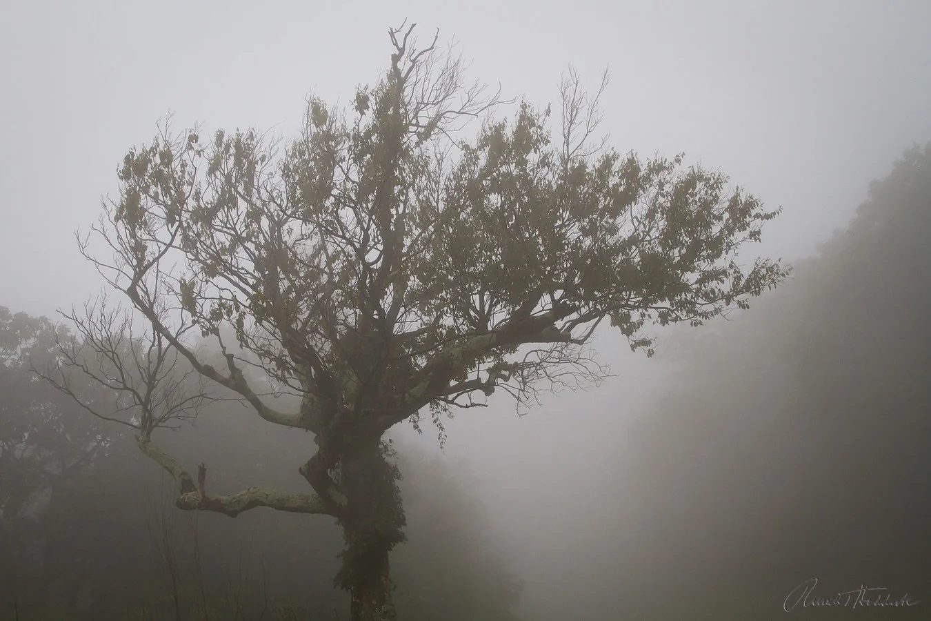 Shenandoah National Park