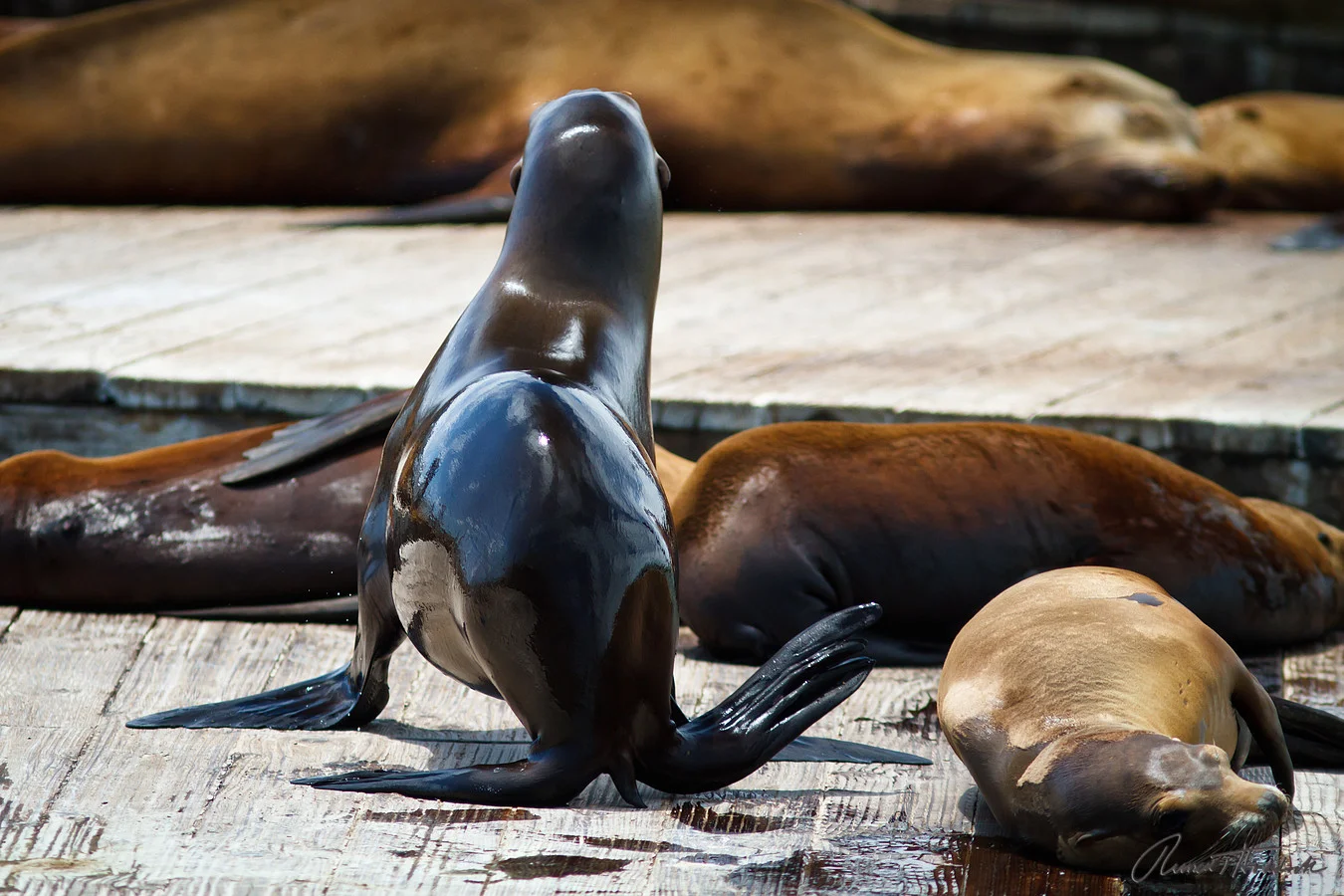 Pier 39 Sea Lions