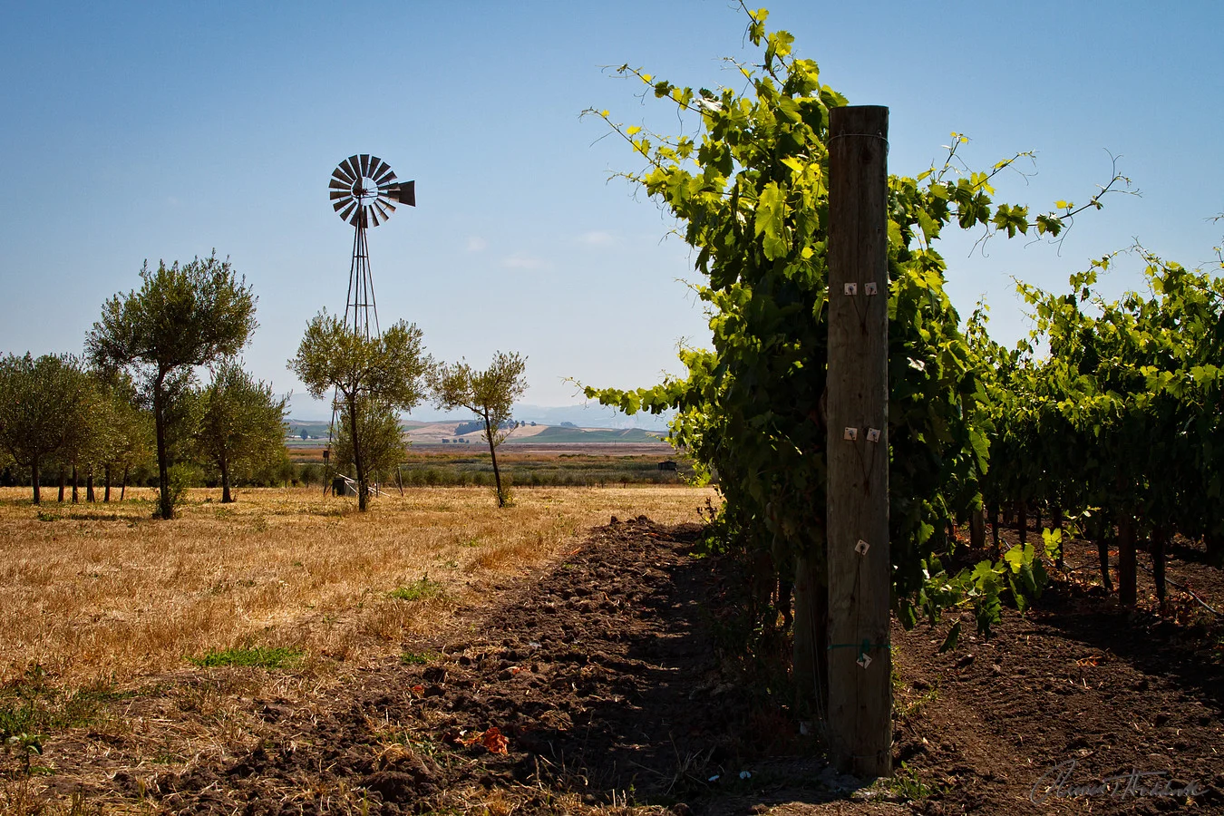 Sonoma Valley Wine Country