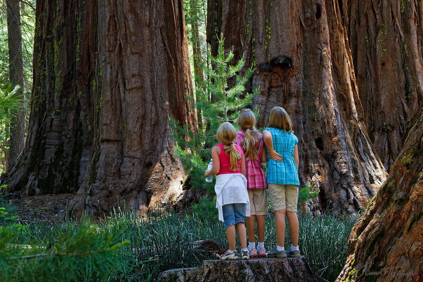 Mariposa Grove - Yosemite National Park