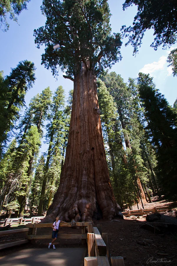 General Sherman's Tree