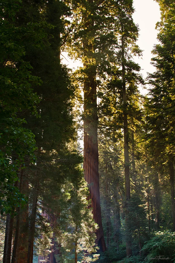 Sequoia & Kings Canyon National Parks