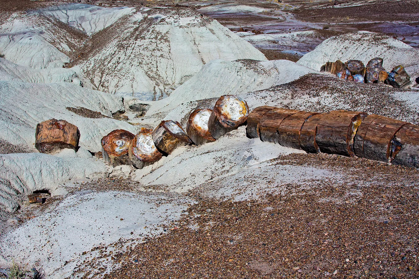 Petrified Forest National Park