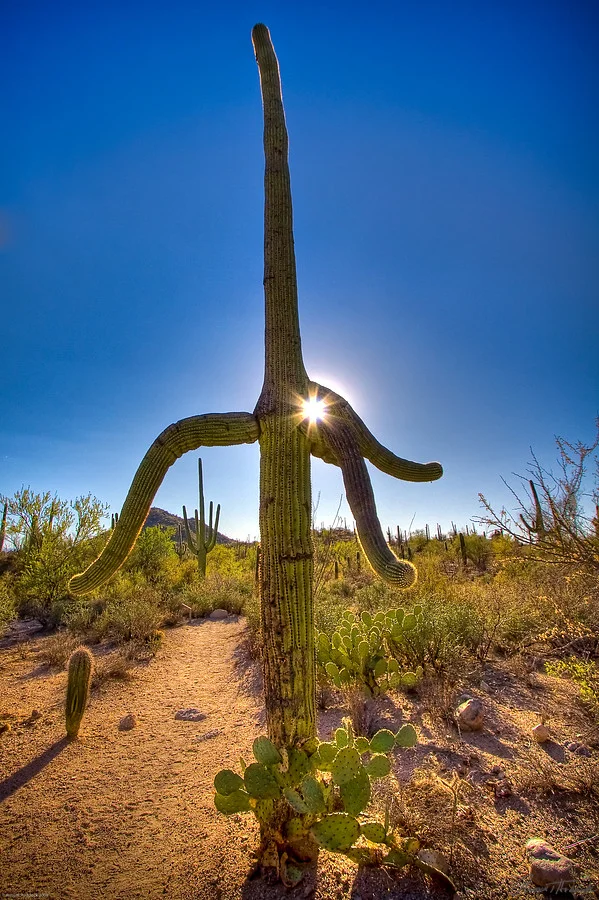 Saguaro National Park