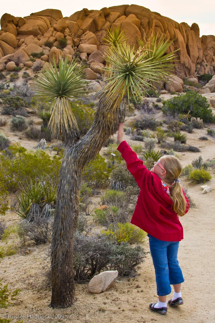 Joshua Tree National Park