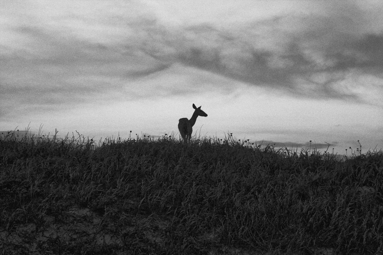 Padre National Seashore
