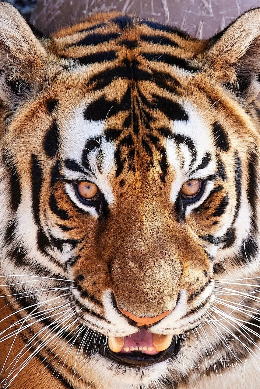 The Wild Animal Santuary - Keenesburg, CO