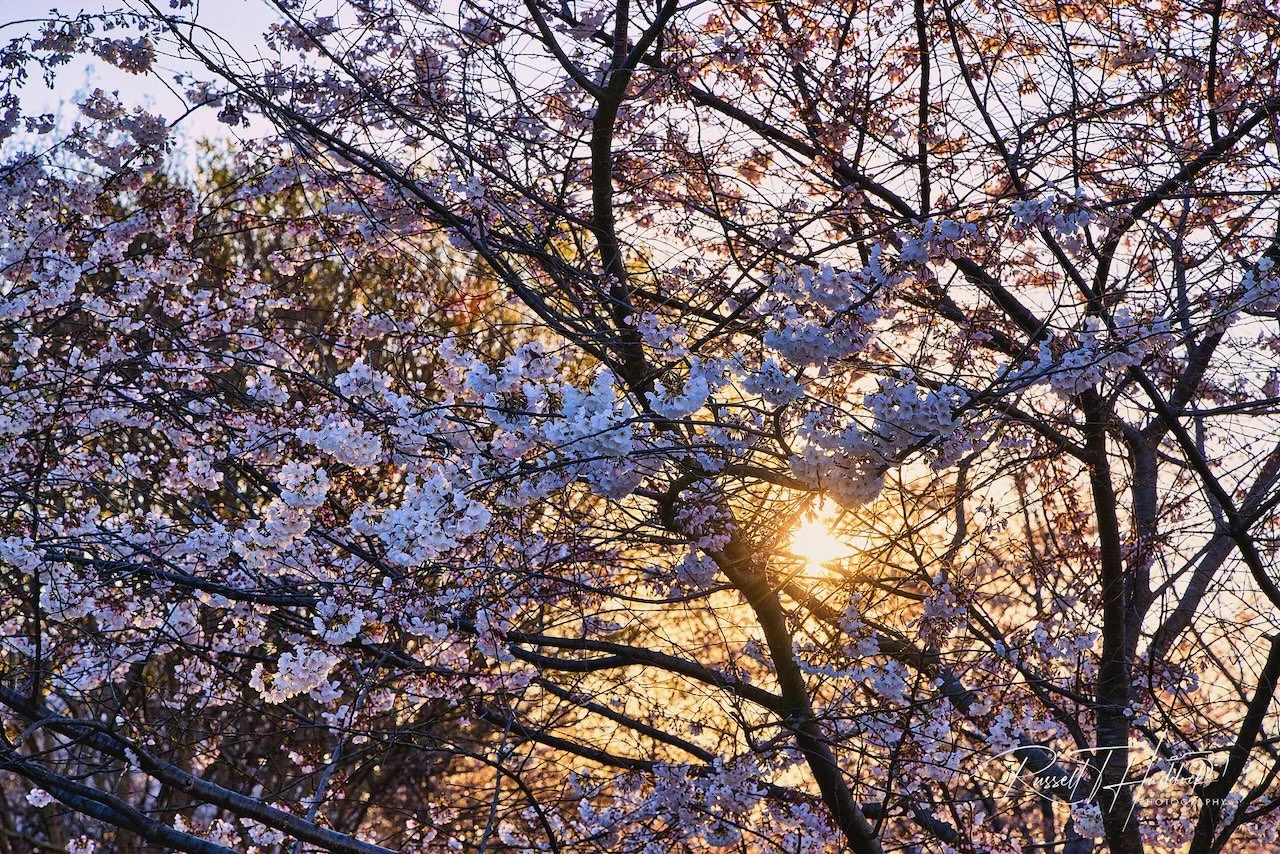 Washington DC - Cherry Blossom Season
