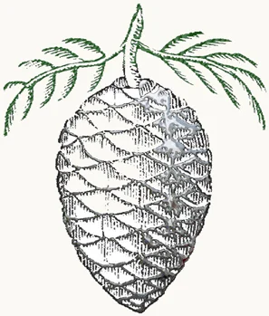 pinecone_engraving.jpg