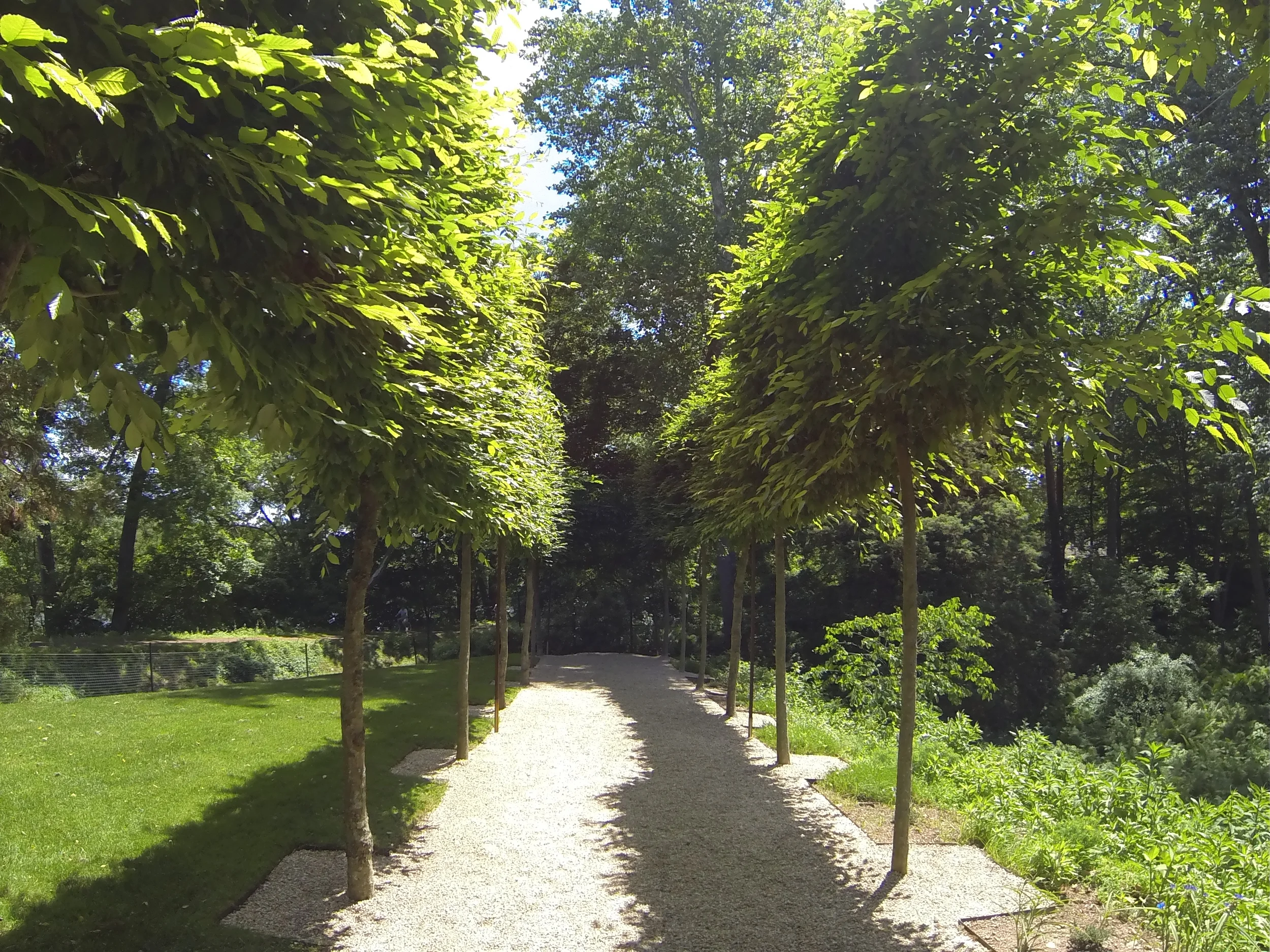 This beautiful allee of carpinus trees guides the casual stroller along a pea gravel path to a wrought iron gate that leads you down steps to the banks of the Delaware River.