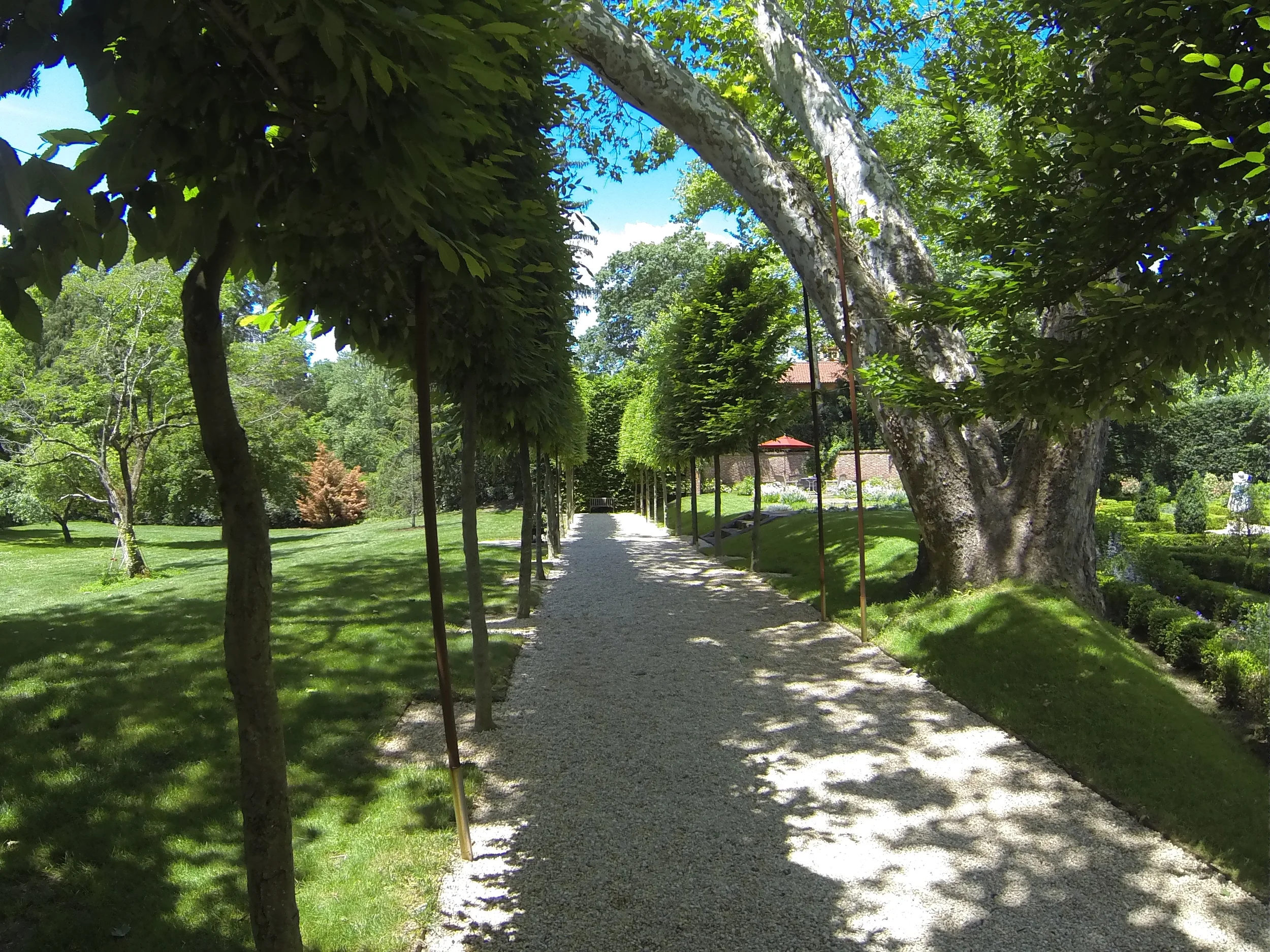 Walking along the allee towards the parterre garden entrance. Note the lovely three-trunk sycamore on the right.