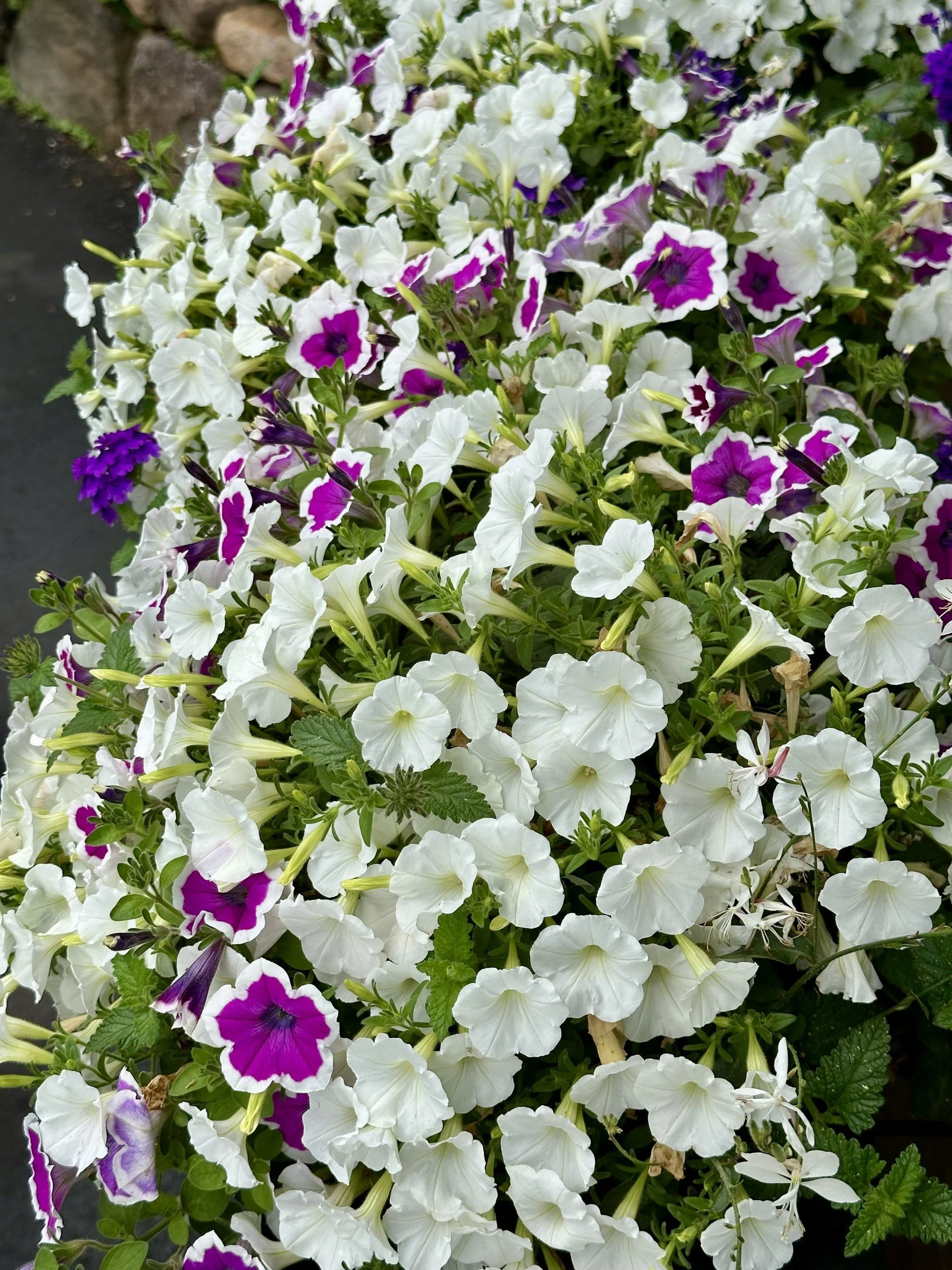 Summer Planting