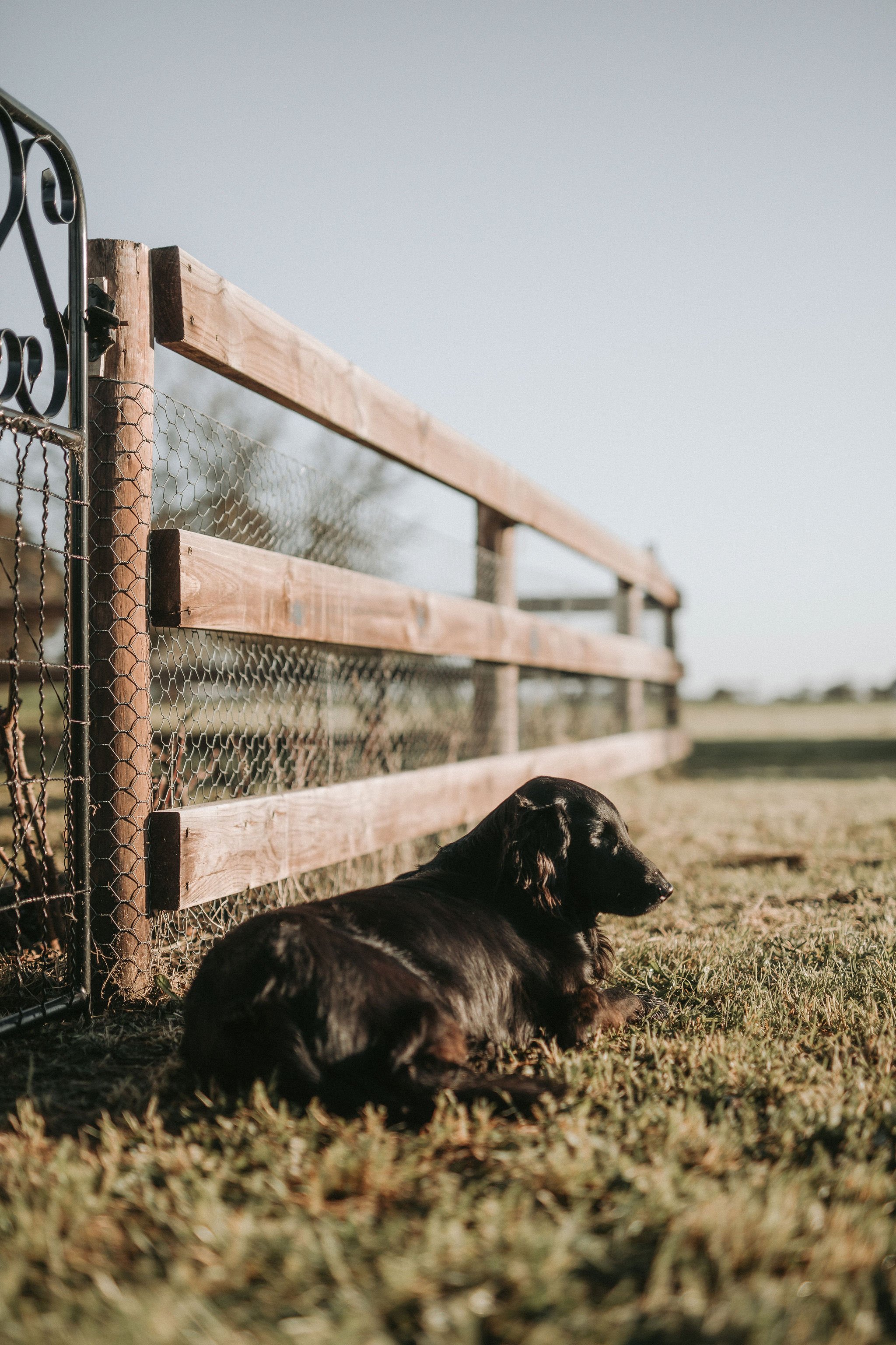 210908_christophermorrisonphoto_countrystyle_starling_101.jpg
