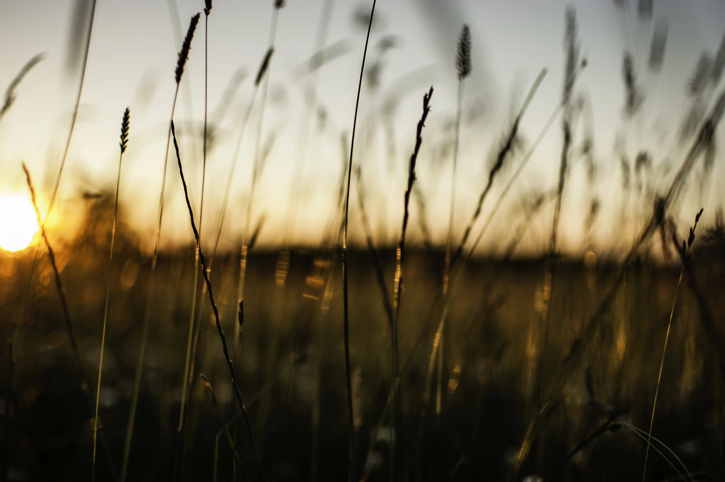 Transient